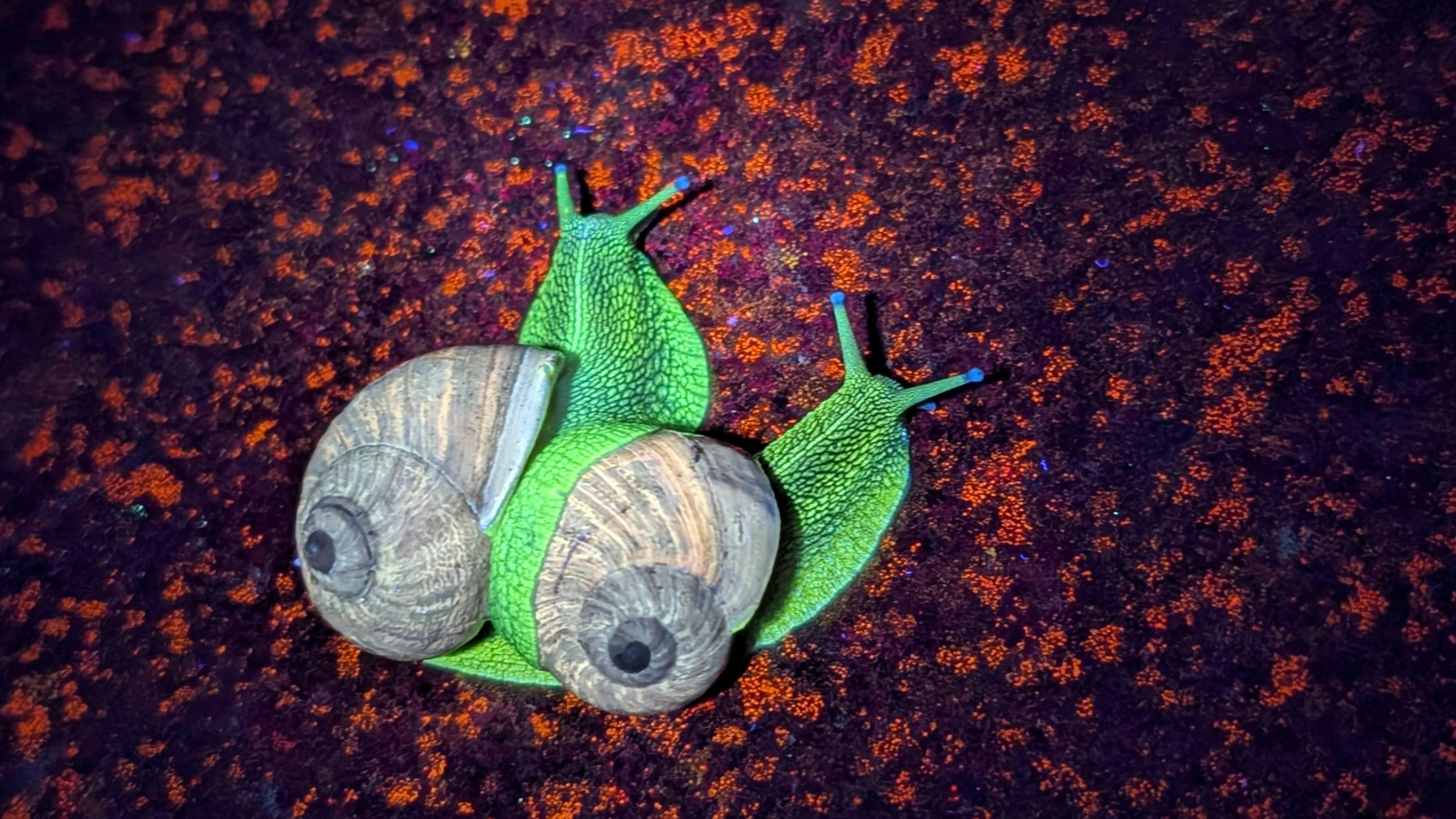 Garden snails glowing green with little blue eyes