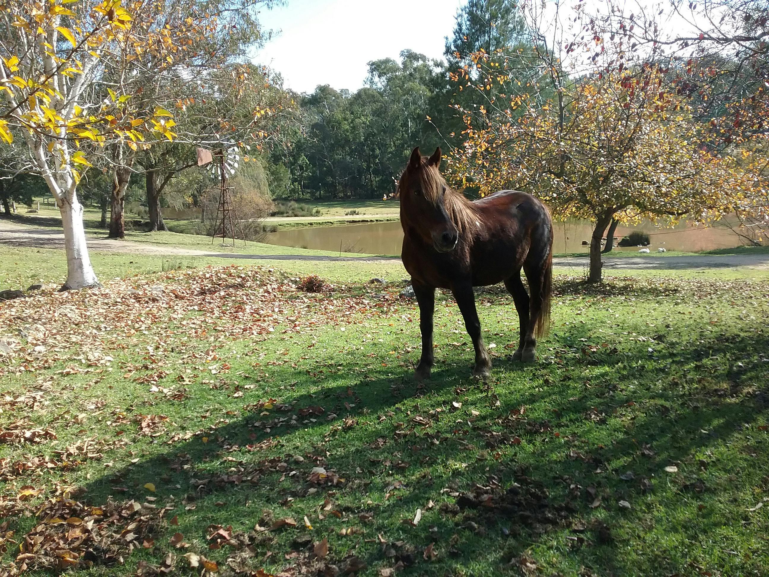 Bella th e riding pony
