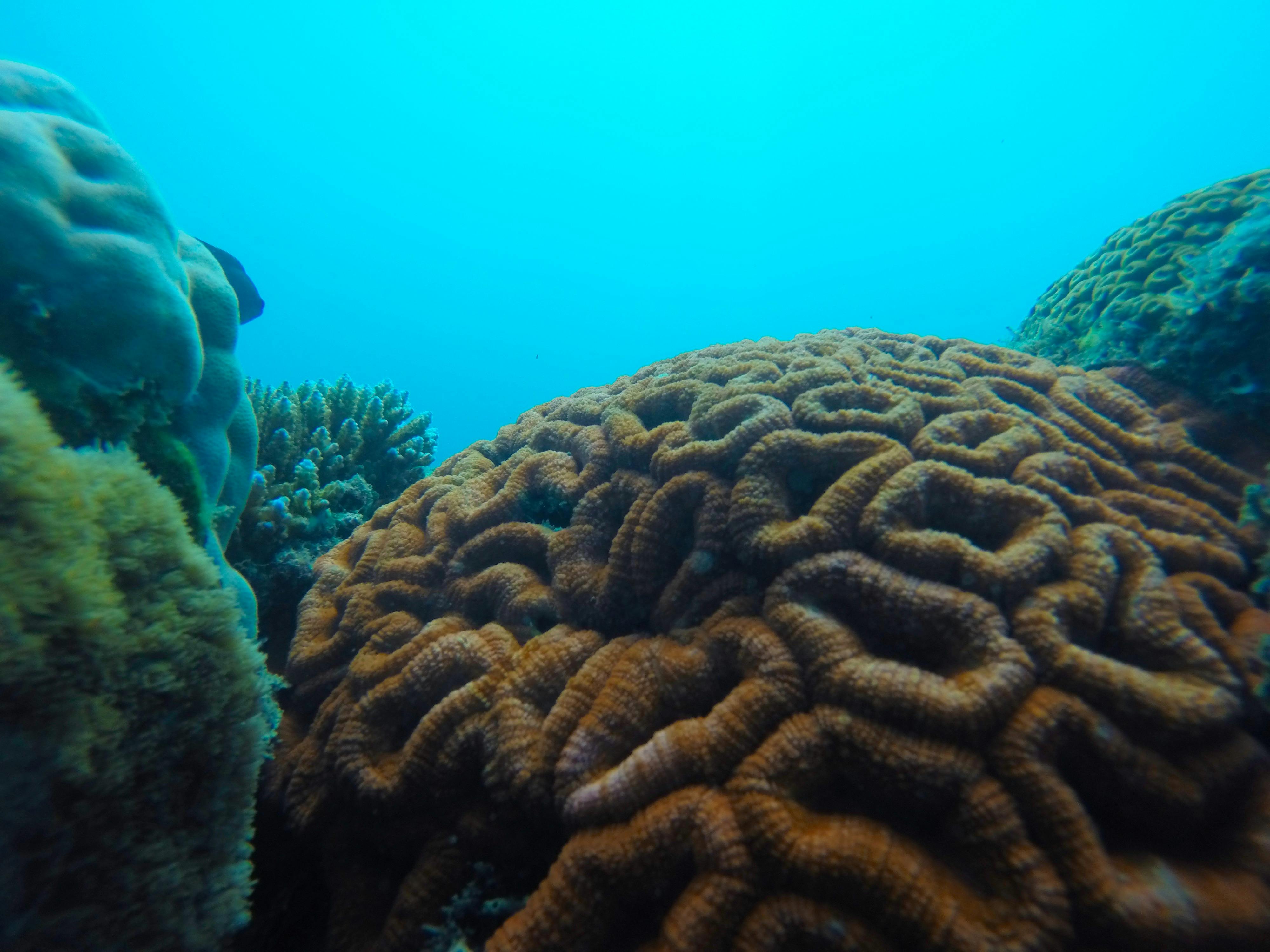 Coral