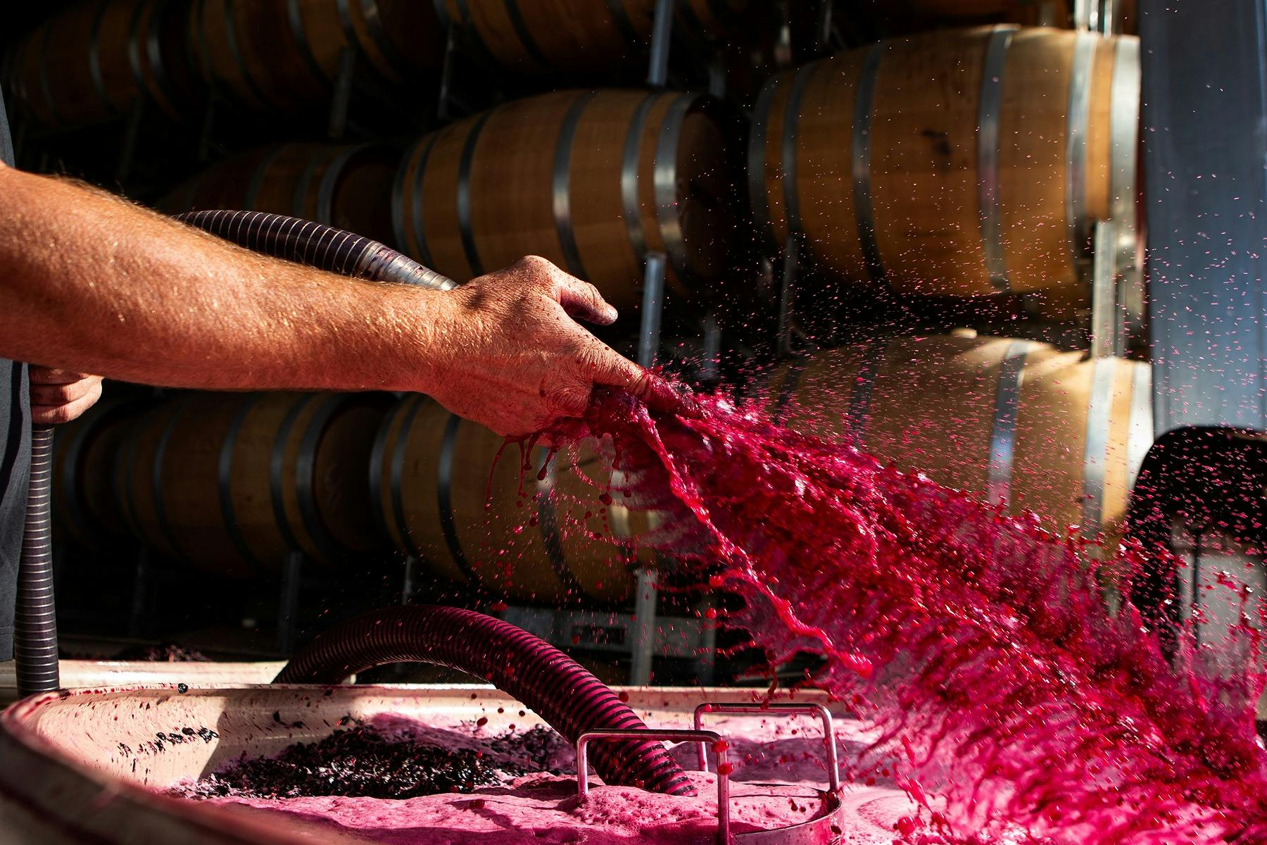 Pumping Over Shiraz Juice
