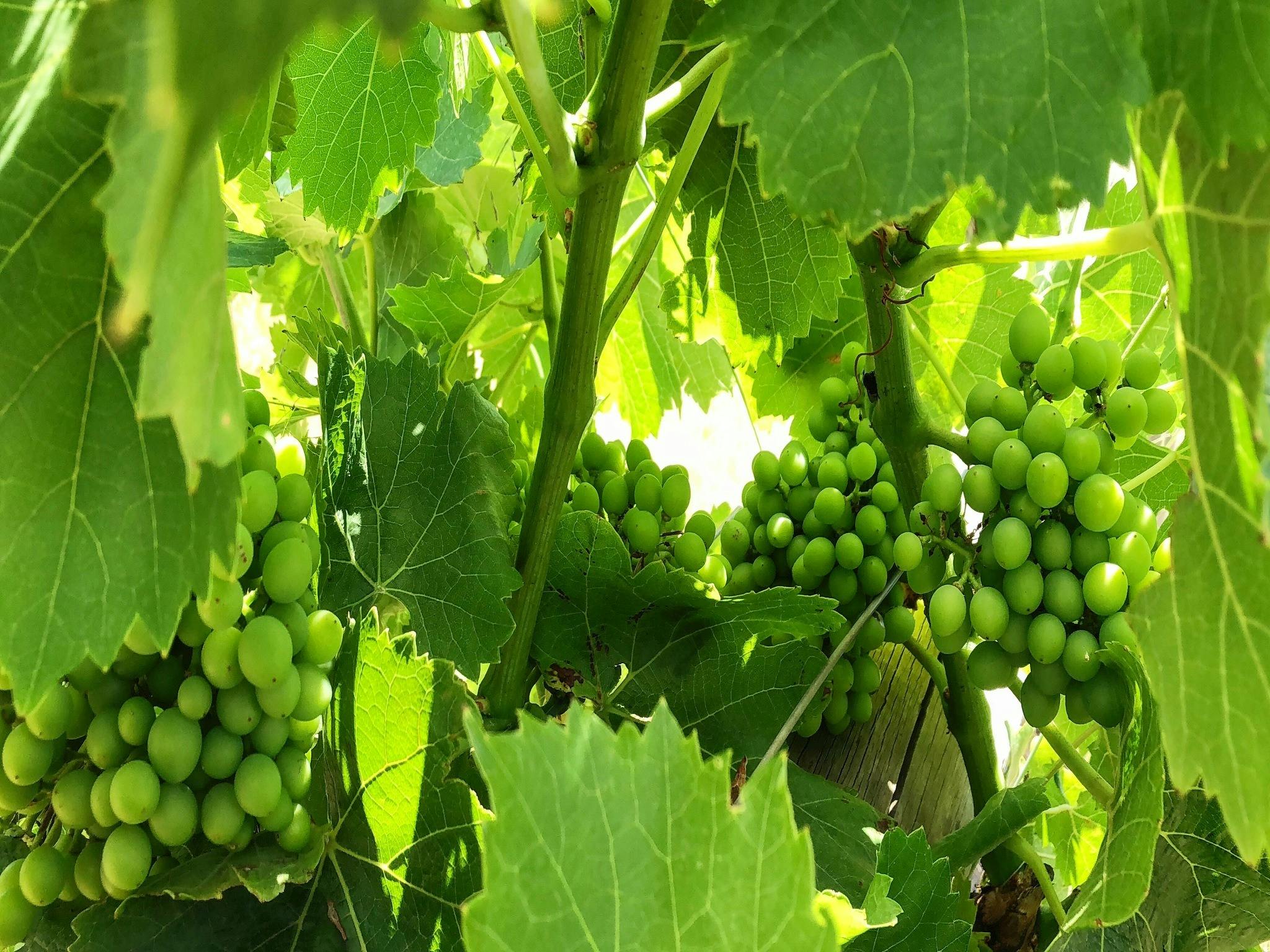 Jarrah Ridge Wines, Herne Hill, Western Australia