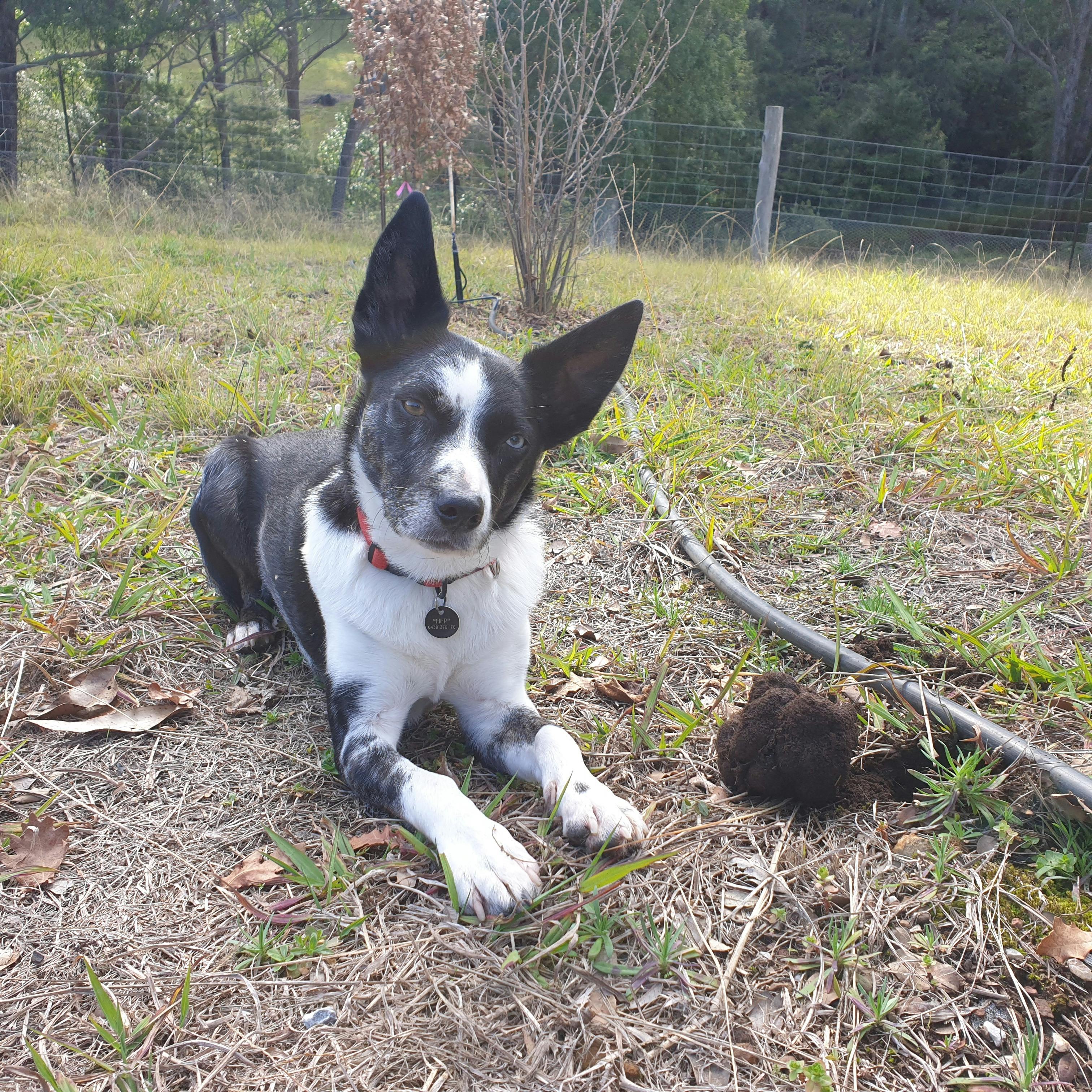 Hepburn with our largest truffle find so far