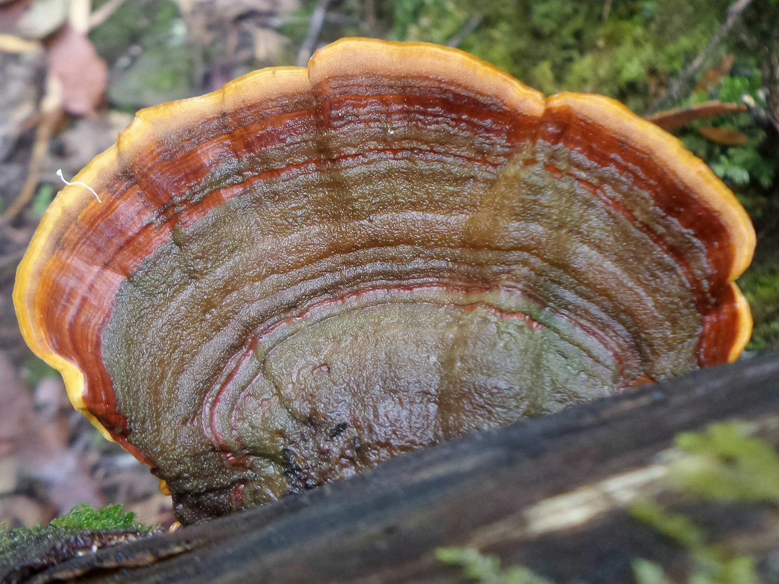 Fungi on Dooleys Hill