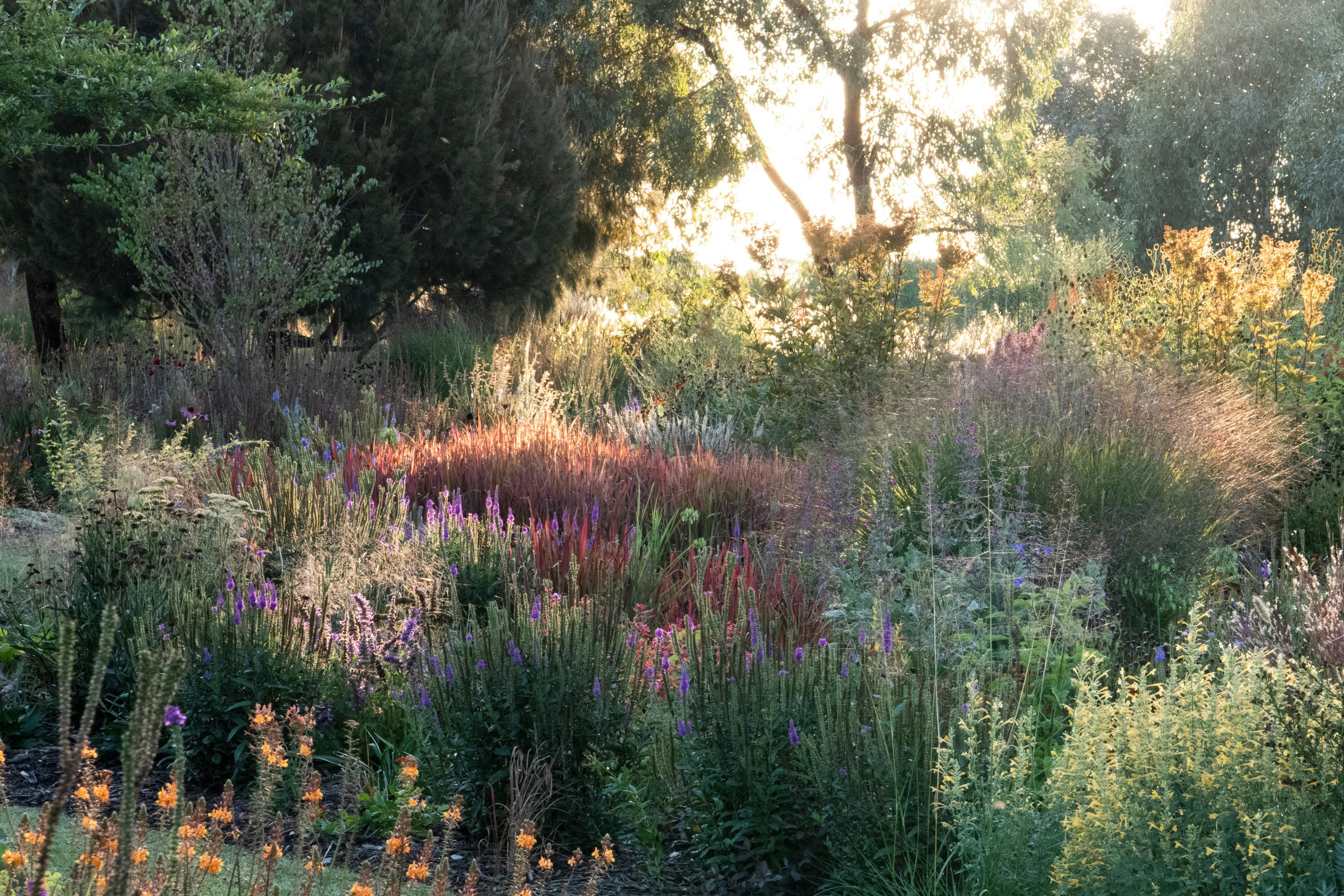 Open Gardens Victoria  - The Barwitian Garden, early morning light