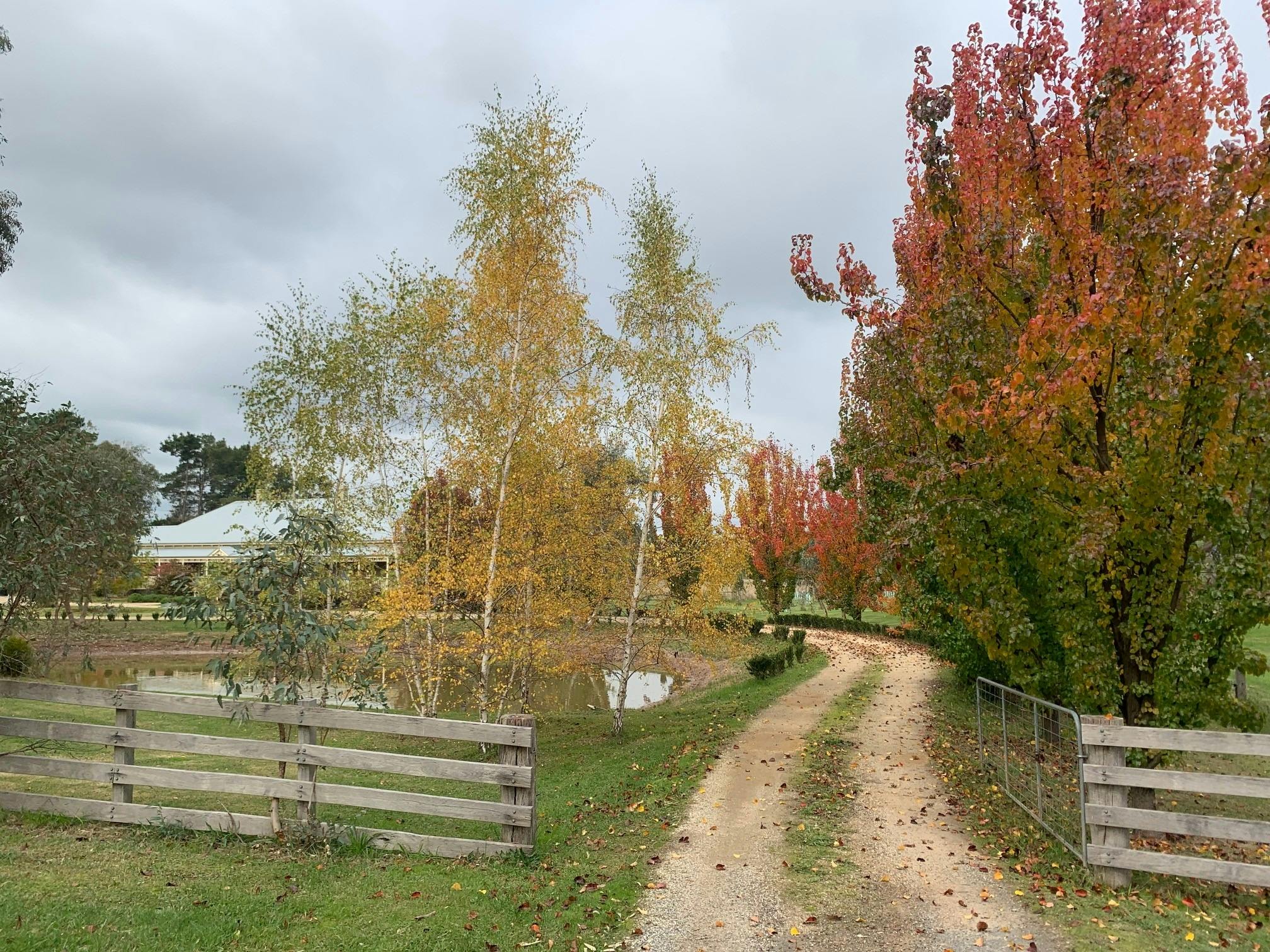 Walking track in Autumn with autumn trees on either side