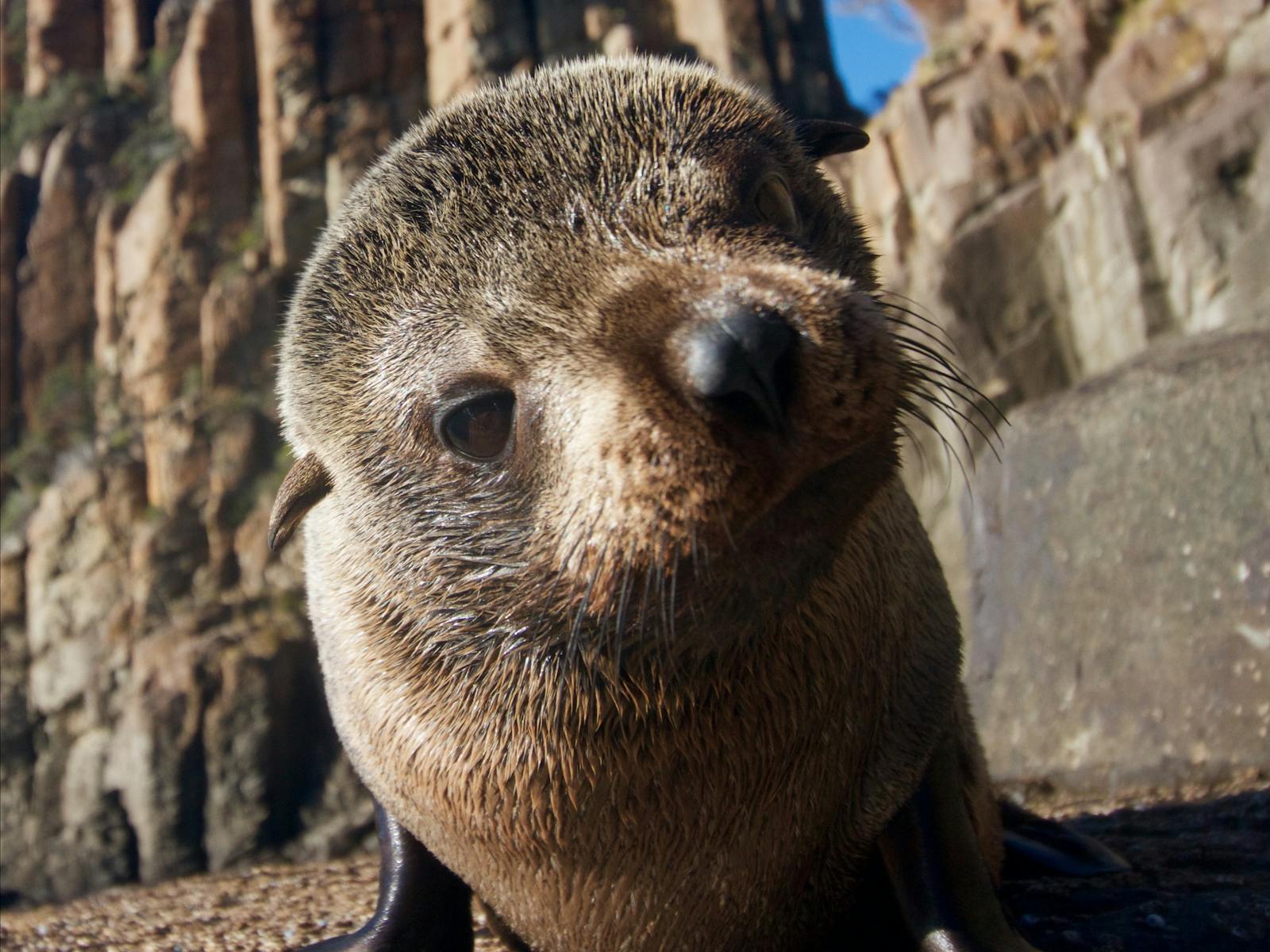 Curious Seal Pup