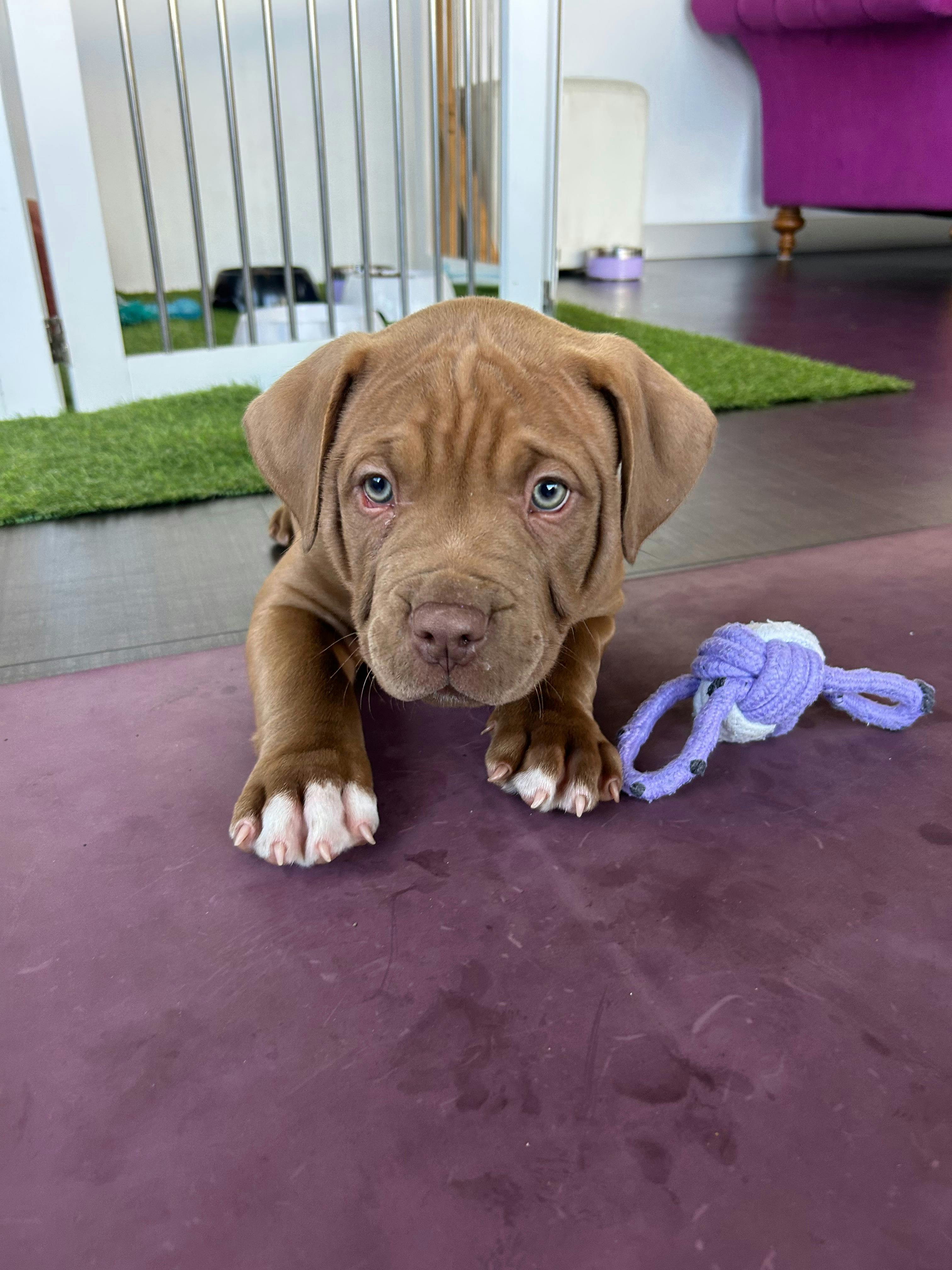 Puppy Yoga Perth | Yoga Paws