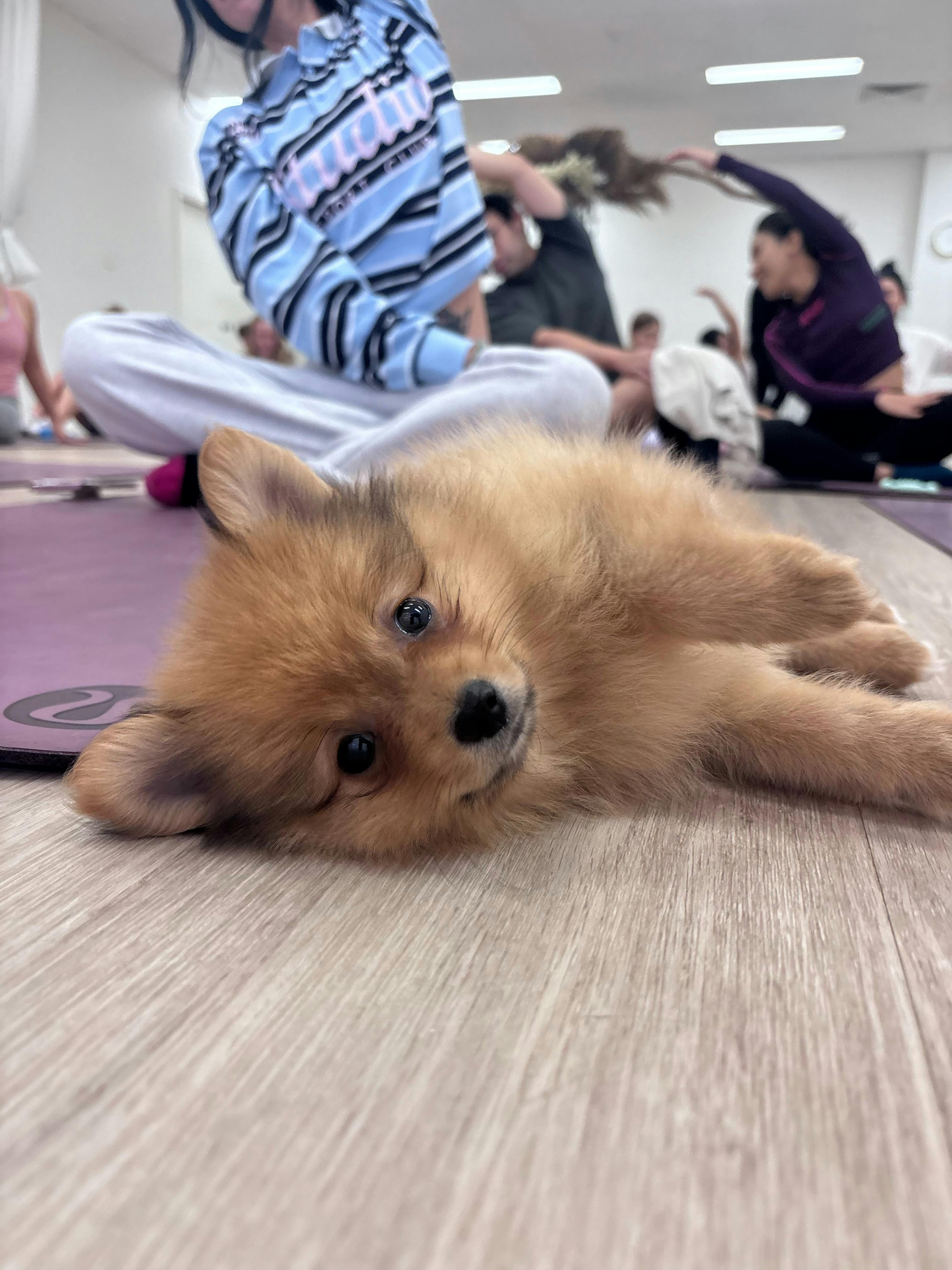 Puppy Yoga Perth | Yoga Paws