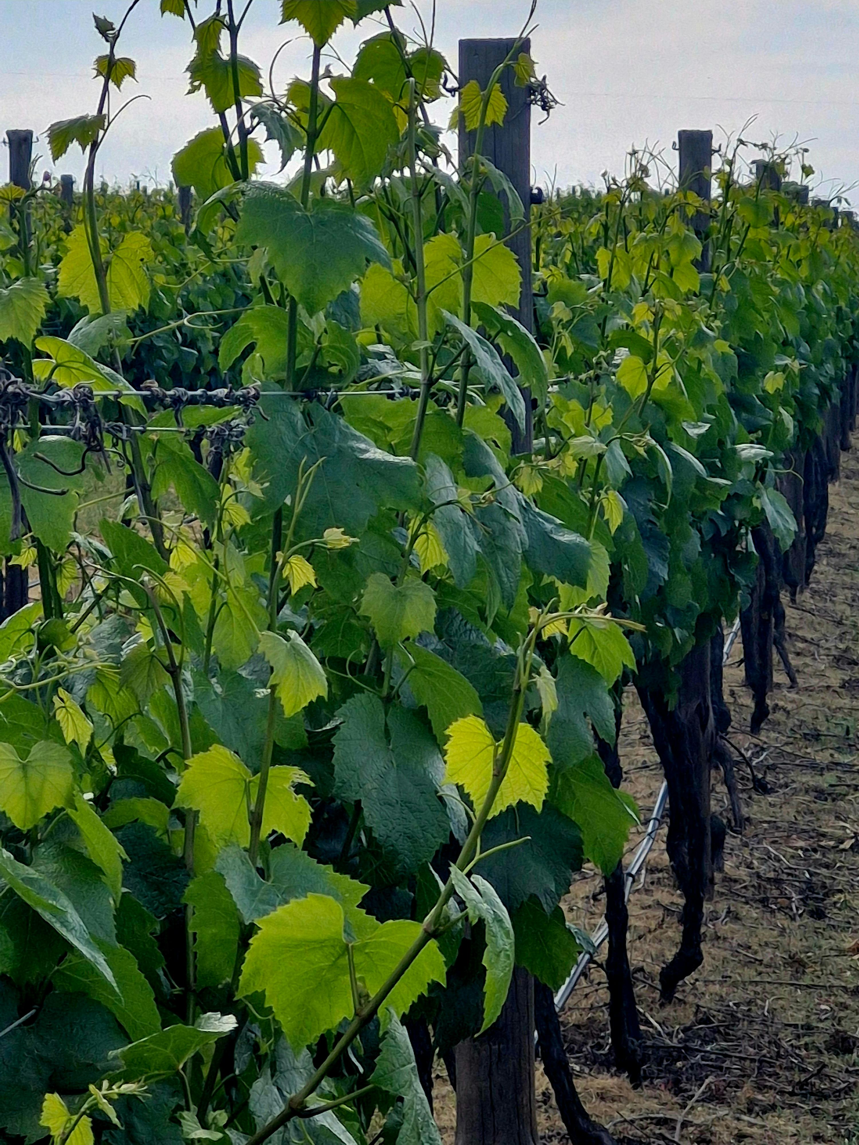 picture of vine leaves