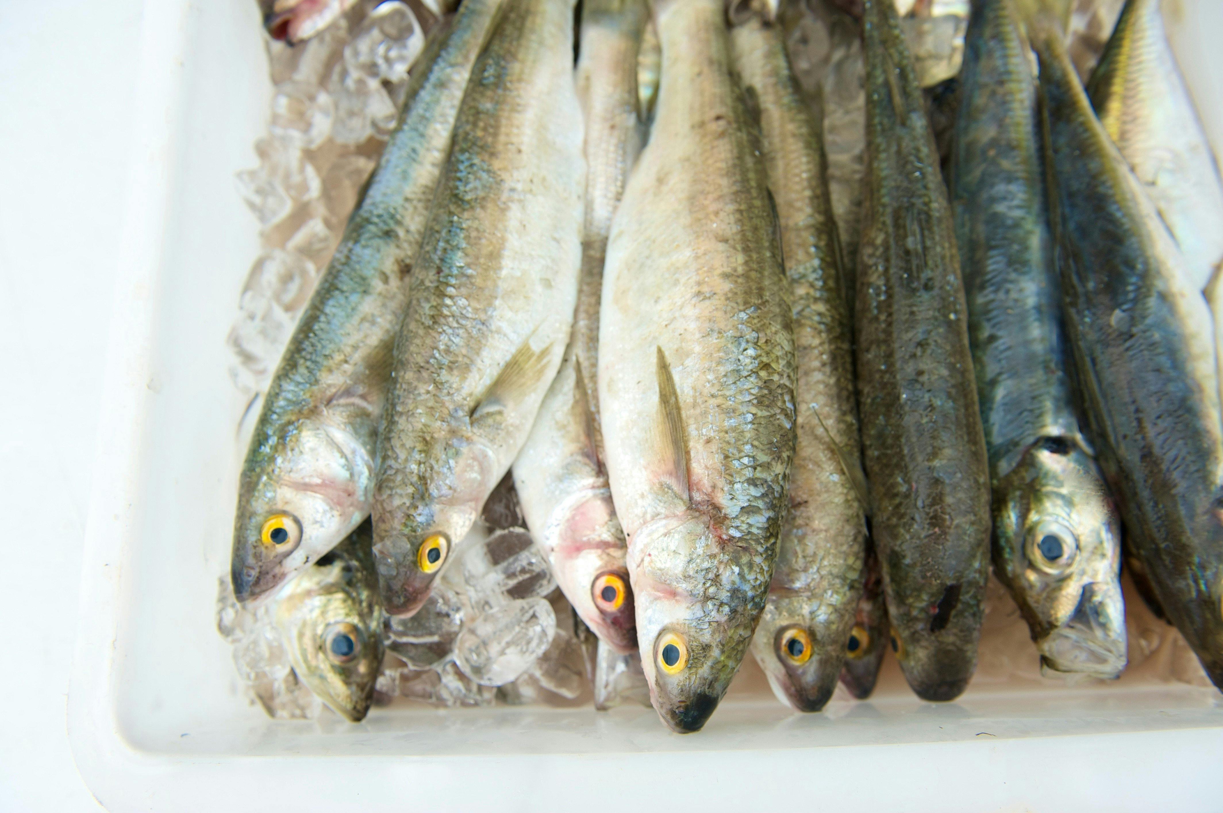 Peninsula Fresh Seafood
