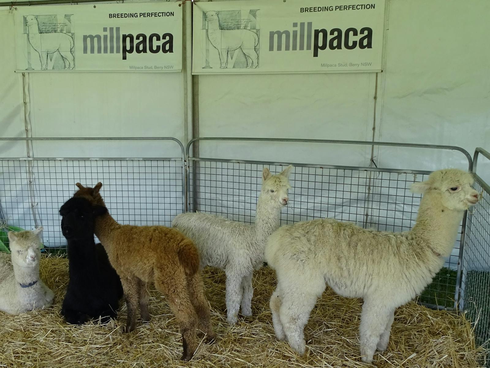 Major Sponsor Millpaca Alpacas