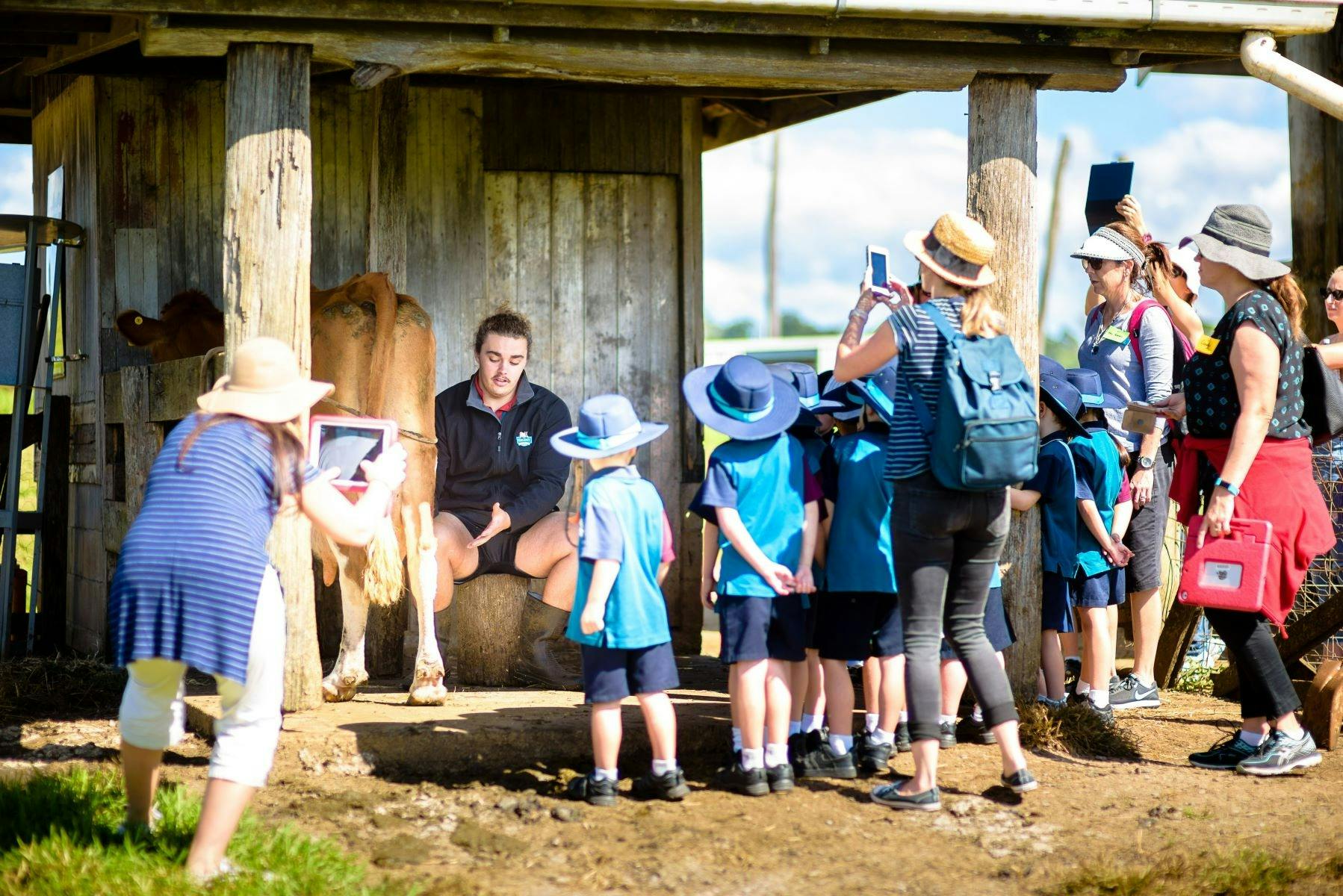 Maleny Dairies Tours Tours Queensland