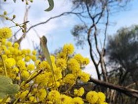 Yellow vibrant round flowers of a wattle tree.