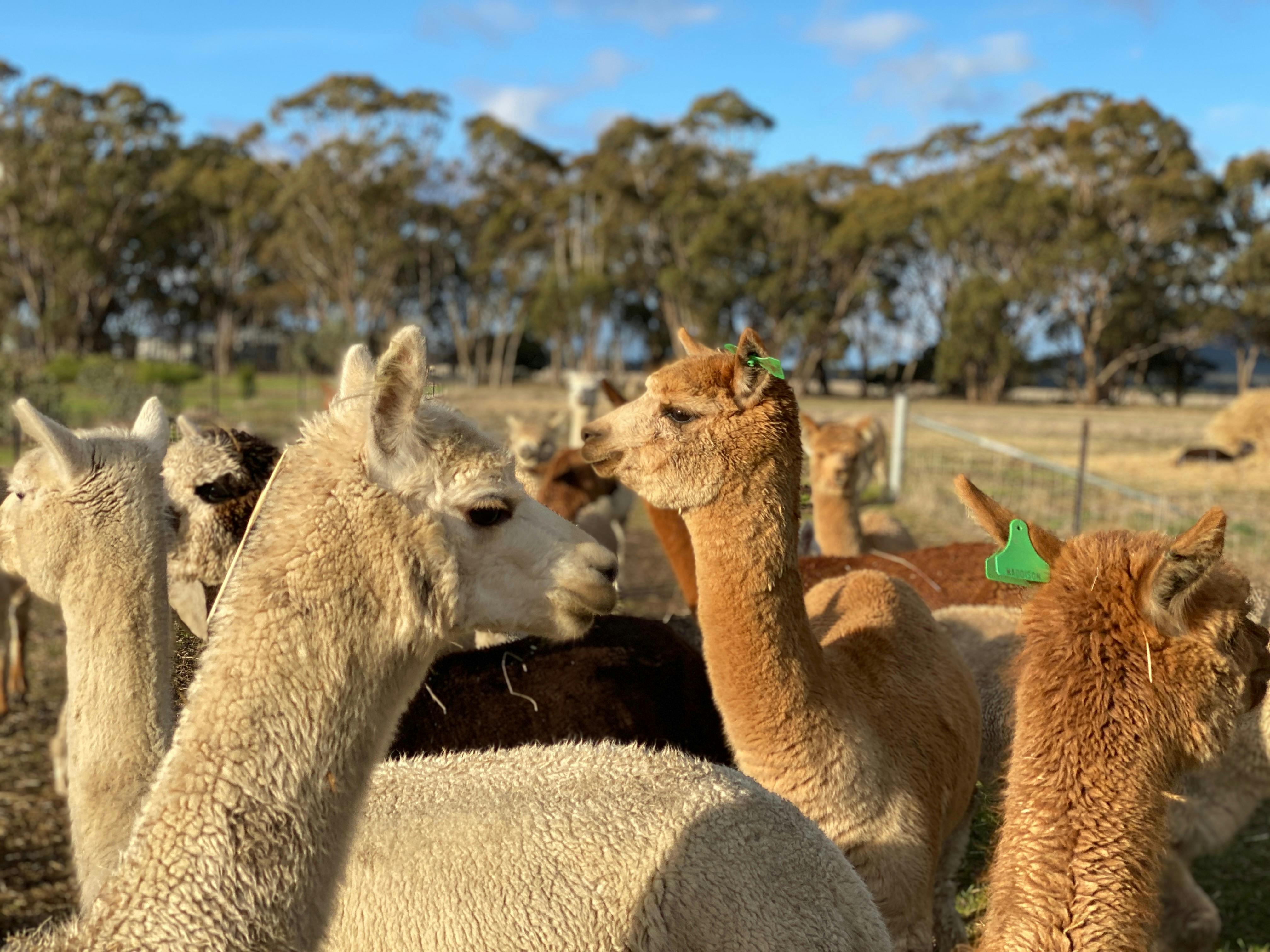 Rosehaven Farms