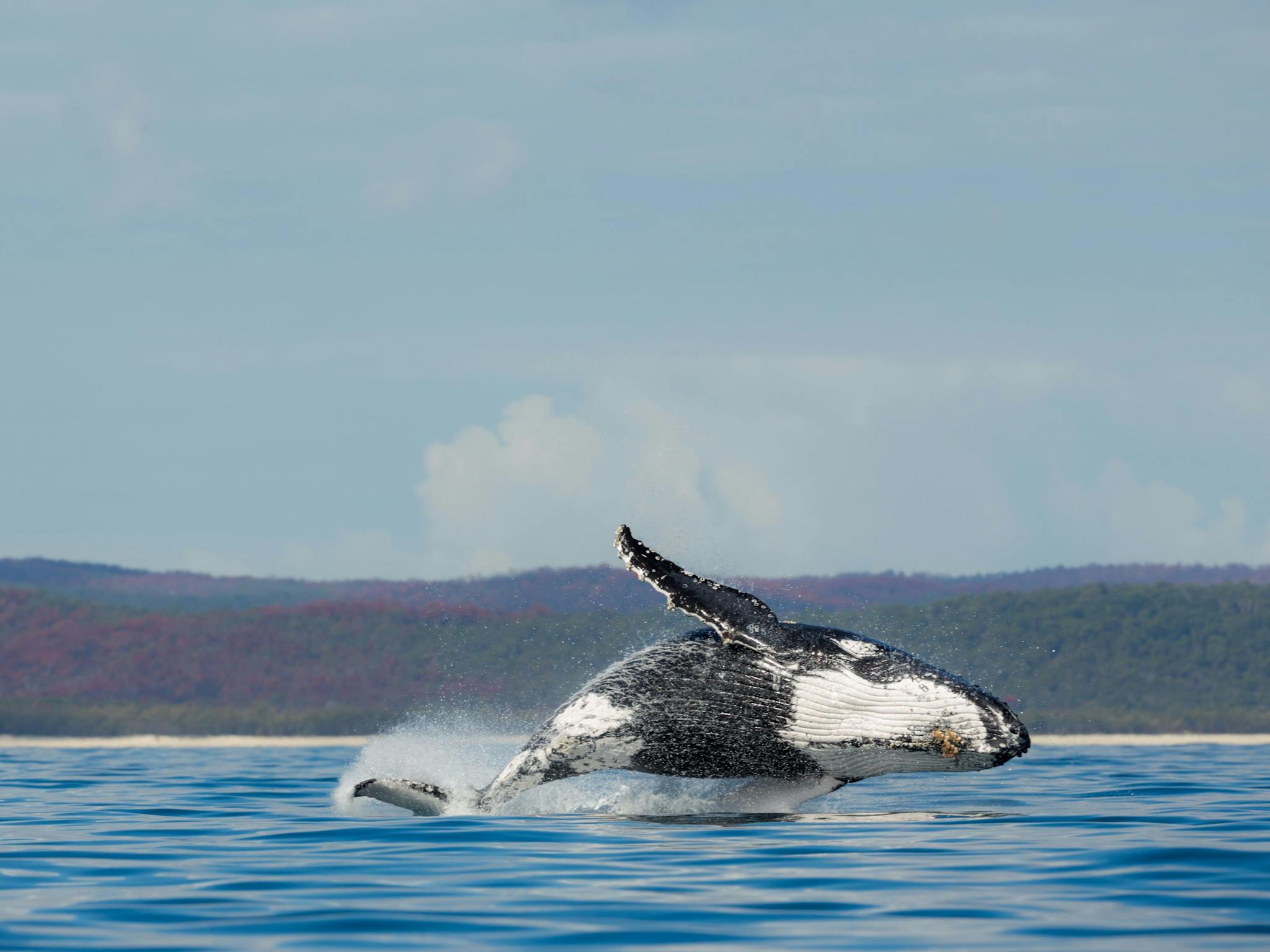 Australia's best whale watching, Hervey Bay.