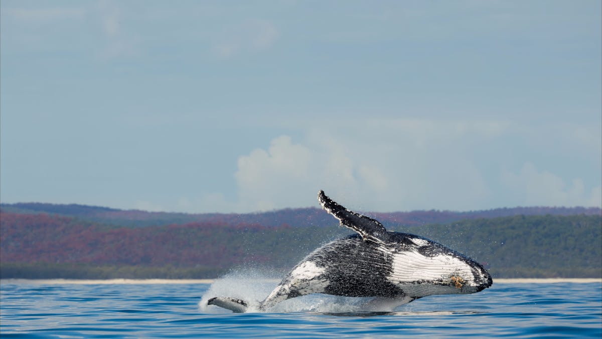 Australia's best whale watching, Hervey Bay.