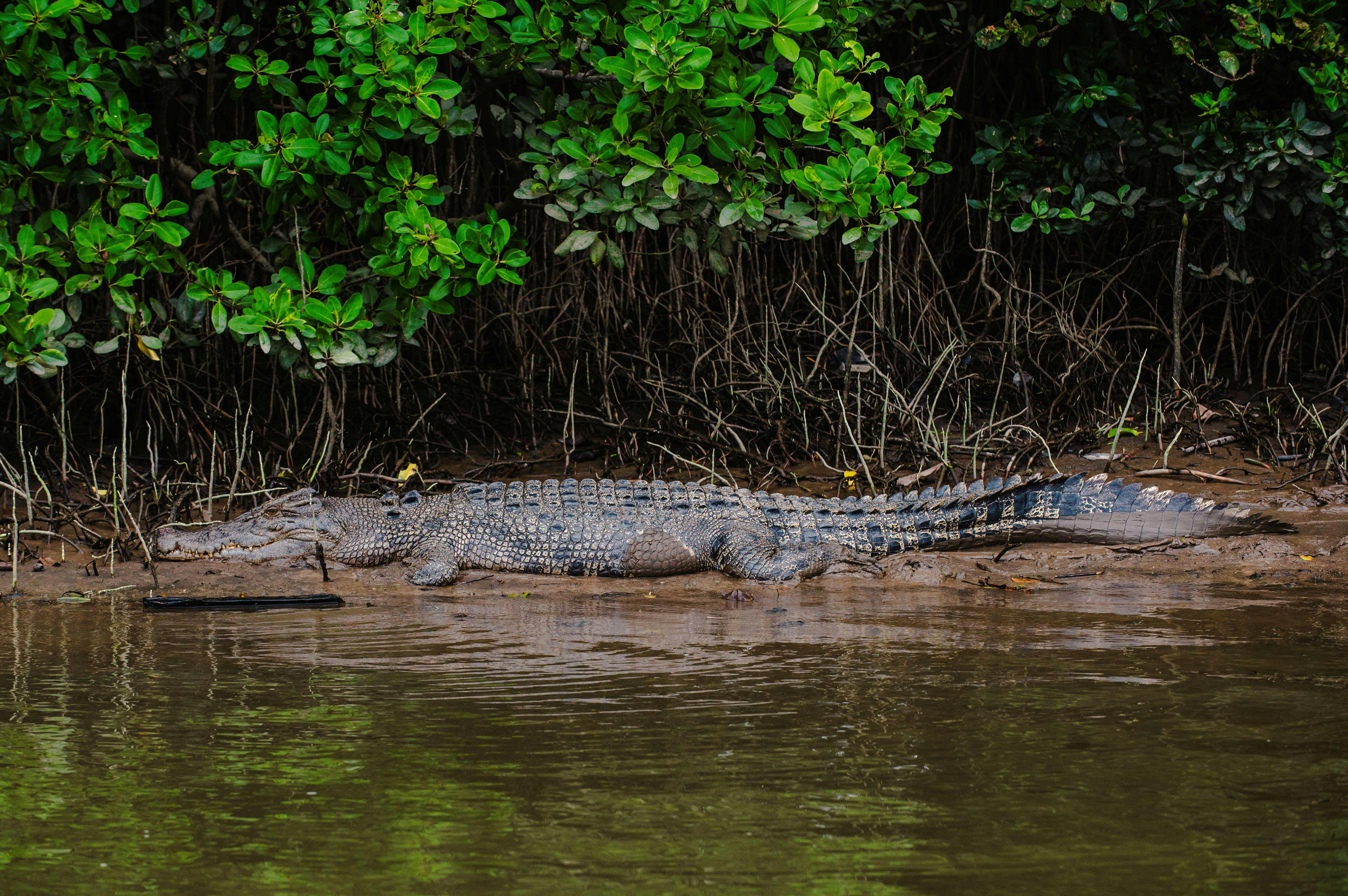 Crocodile