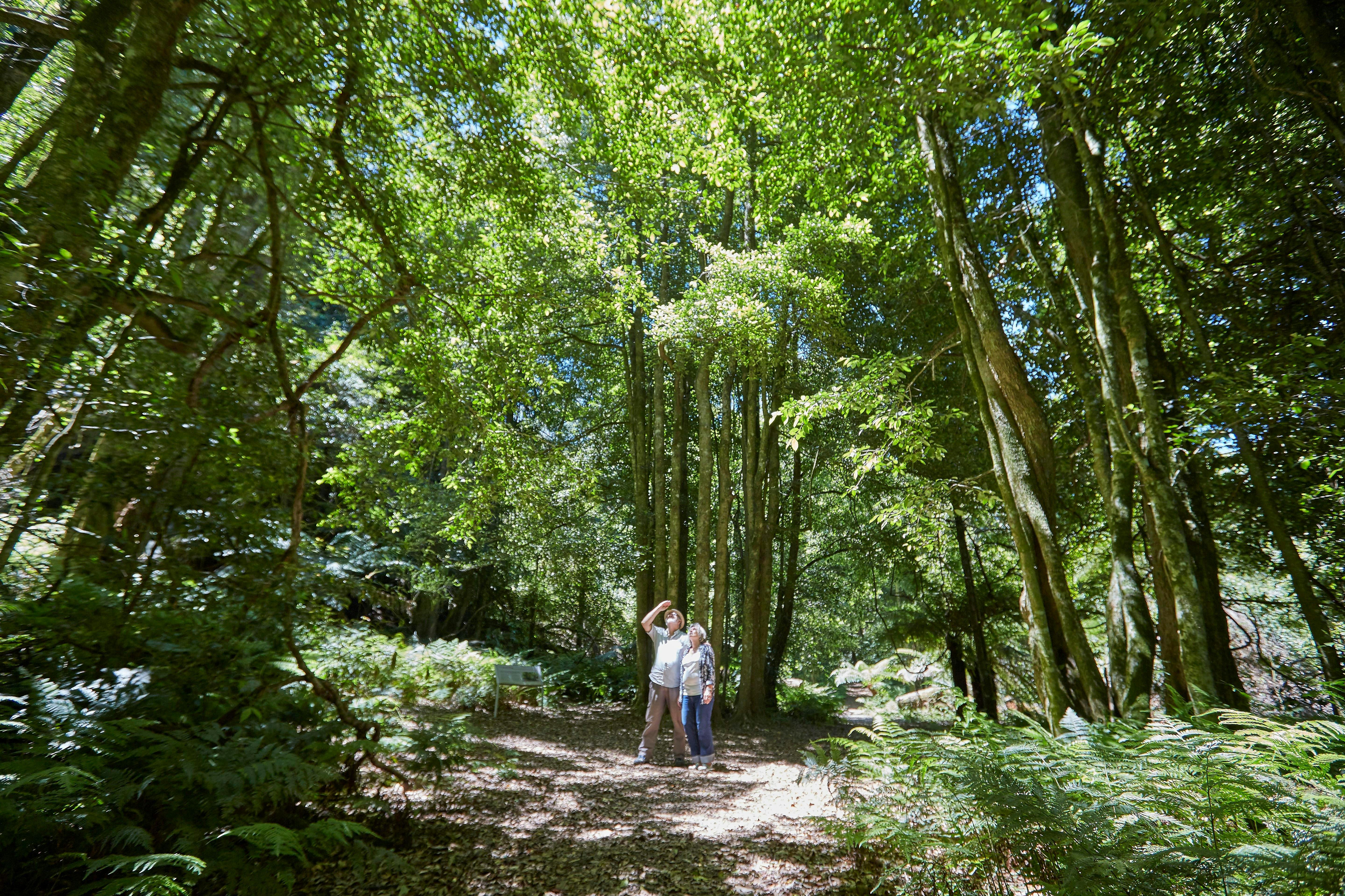 The Lady Nancy Fairfax or Jungle Walk is a wonderful place to escape the city and the heat