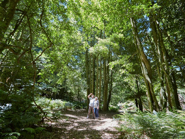 The Lady Nancy Fairfax or Jungle Walk is a wonderful place to escape the city and the heat