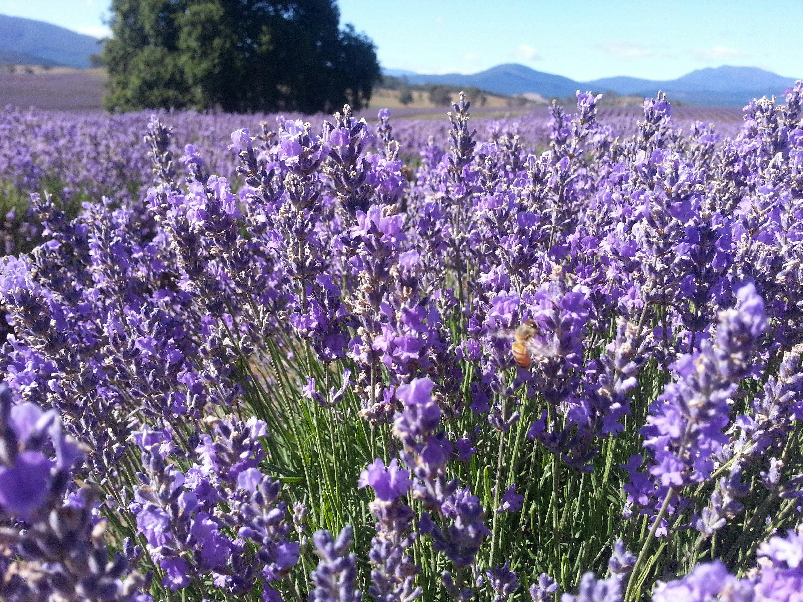 Bridestowe Lavender Farm during Summer