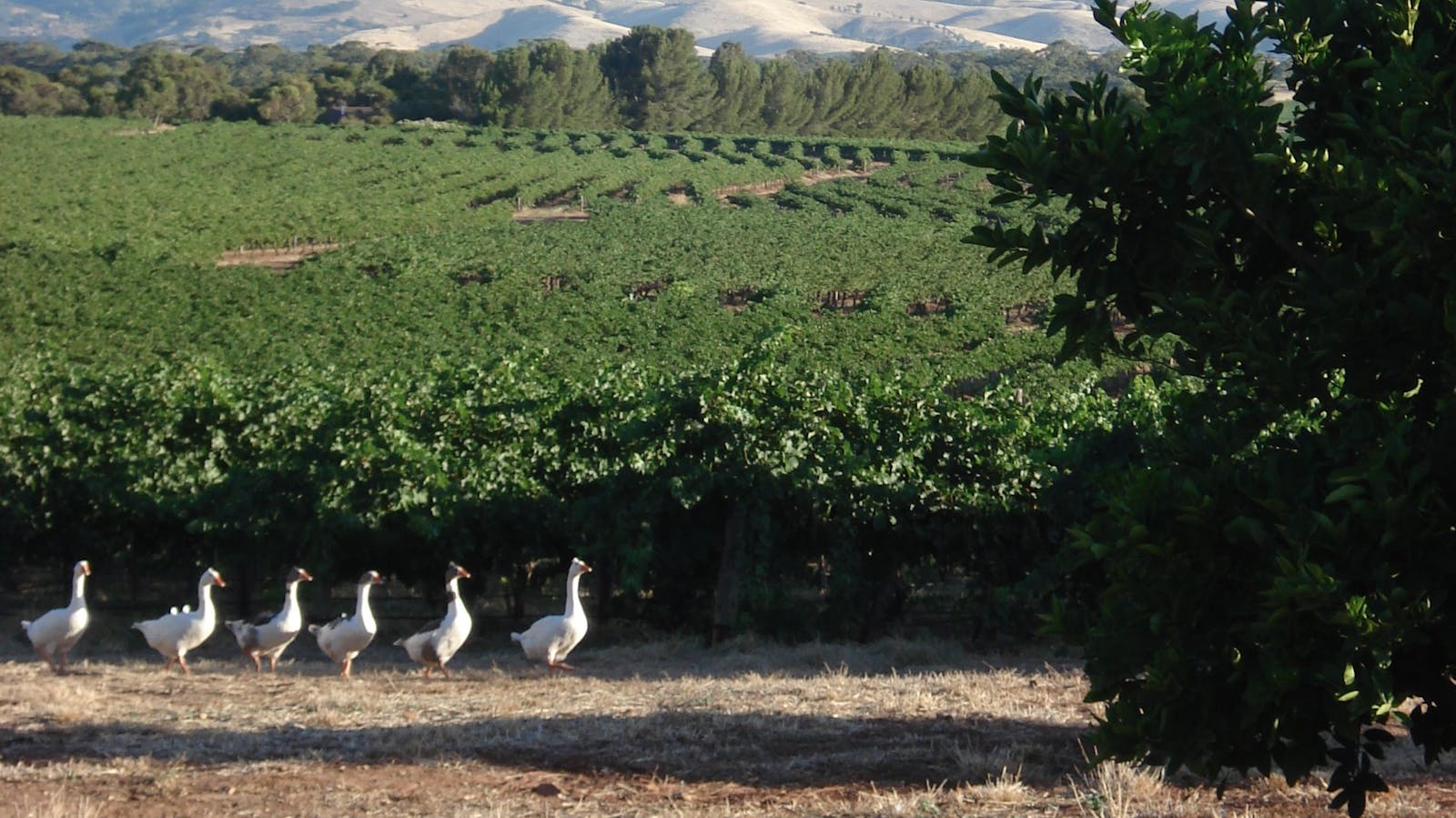 Heritage Wines