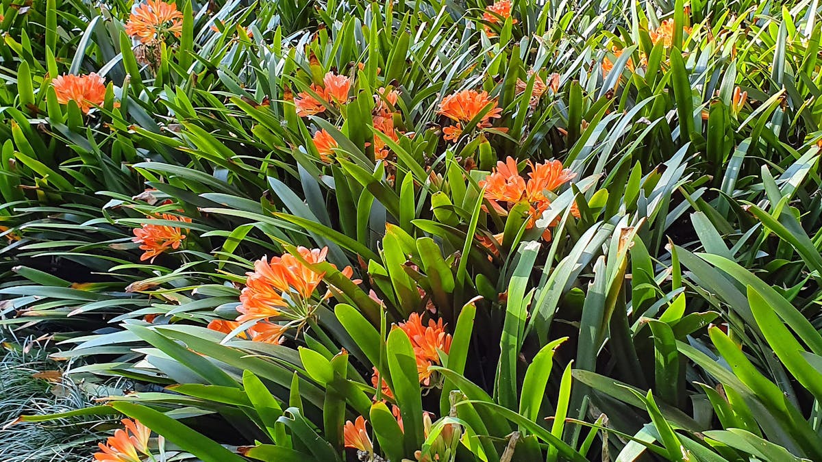 Clivias