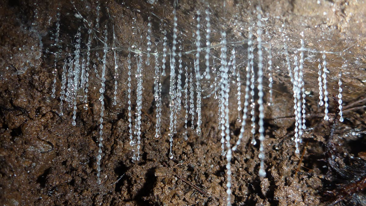 Glow Worms in the day