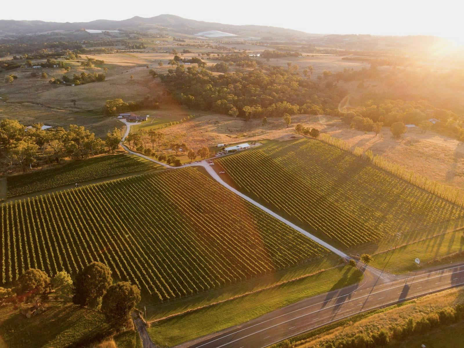 Orange vineyard Birdseye view