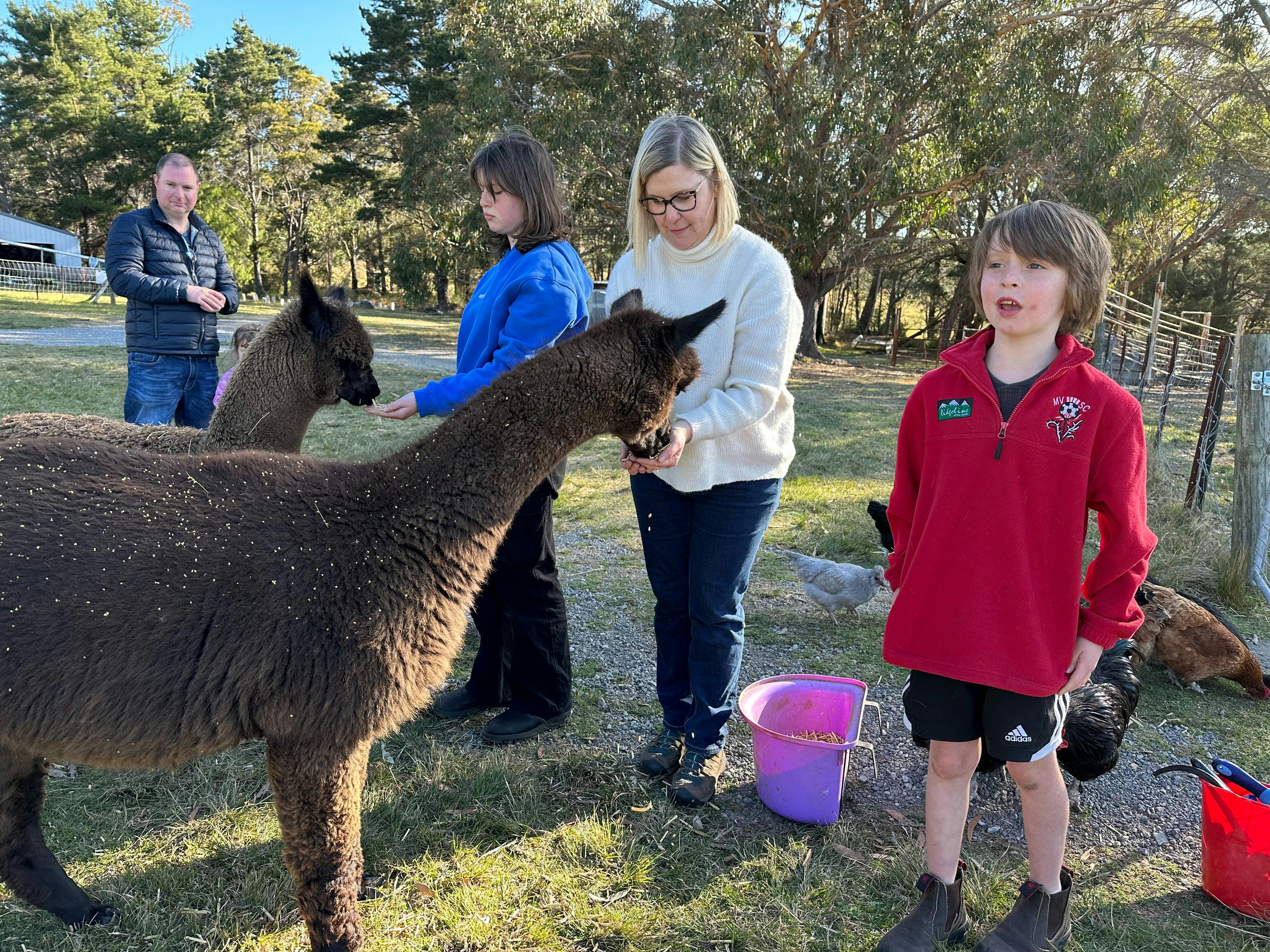 Pine Ridge Miniature Donkeys