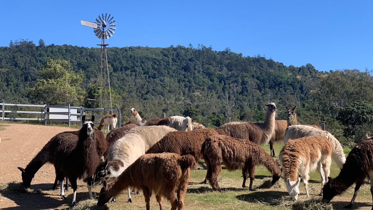 Female herd at front gate.