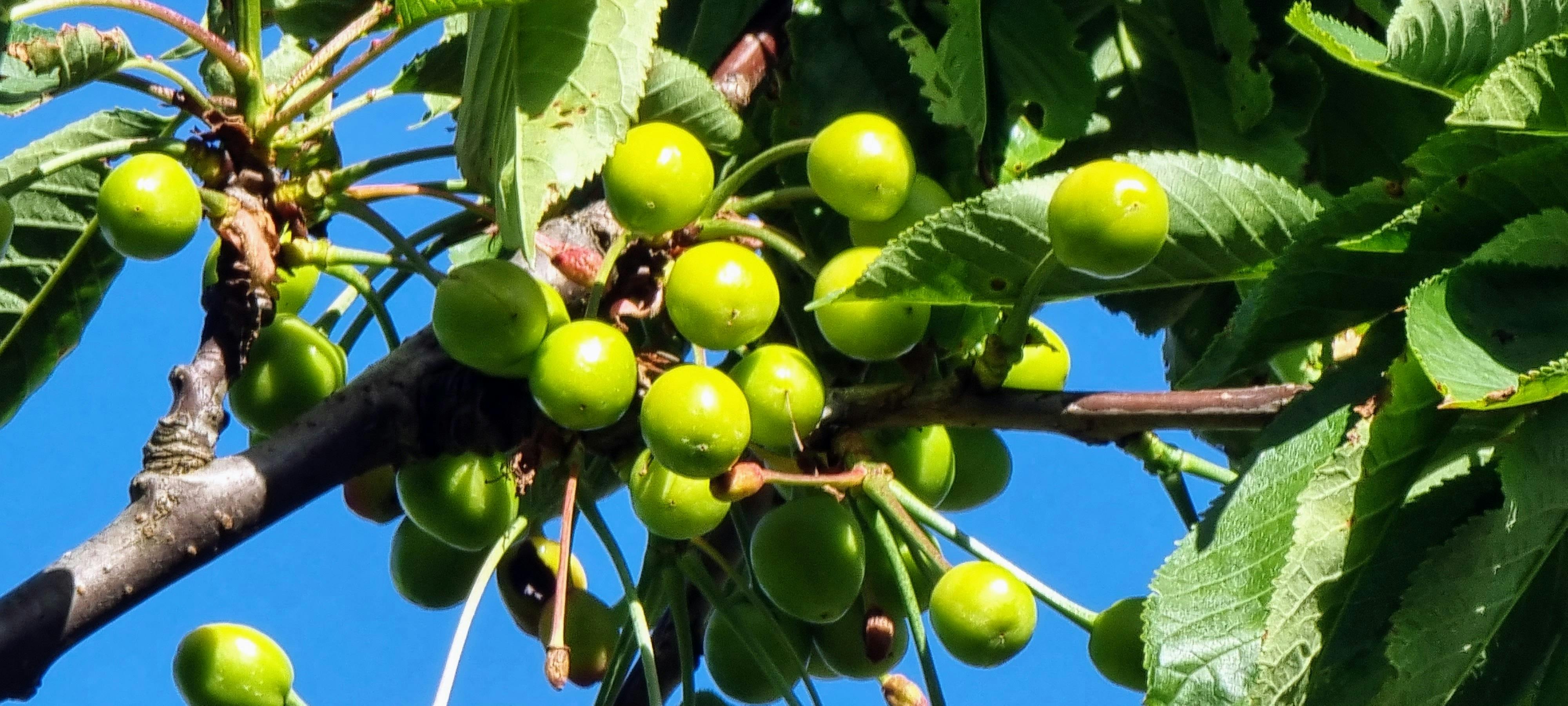 new cherries on the tree