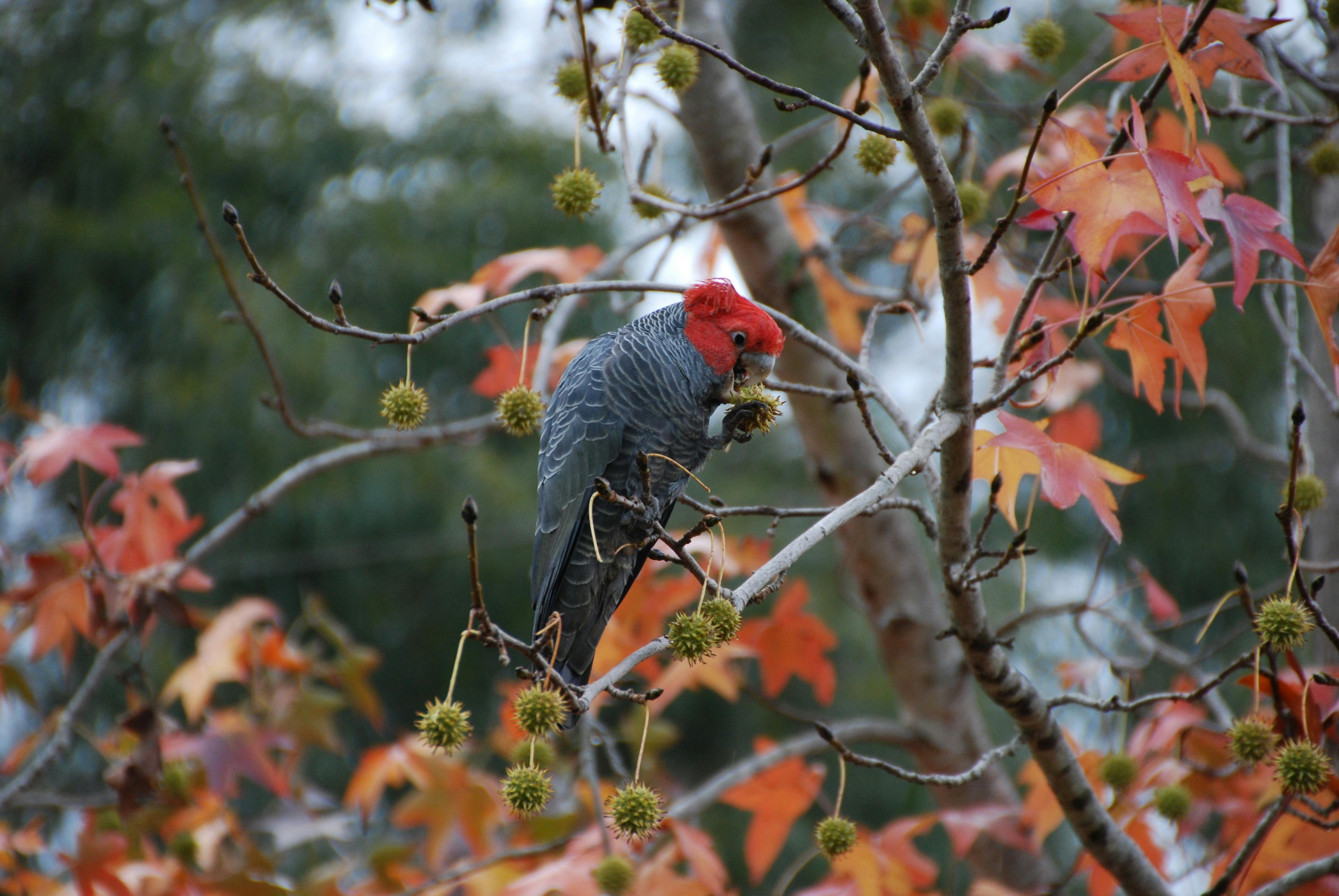 A bird with a red head and grey body eating a seed pod in a tree which has autumn leaves