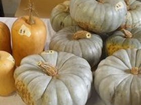 Big Queensland blue pumpkins with a couple of orange butternut pumpkins behind them.