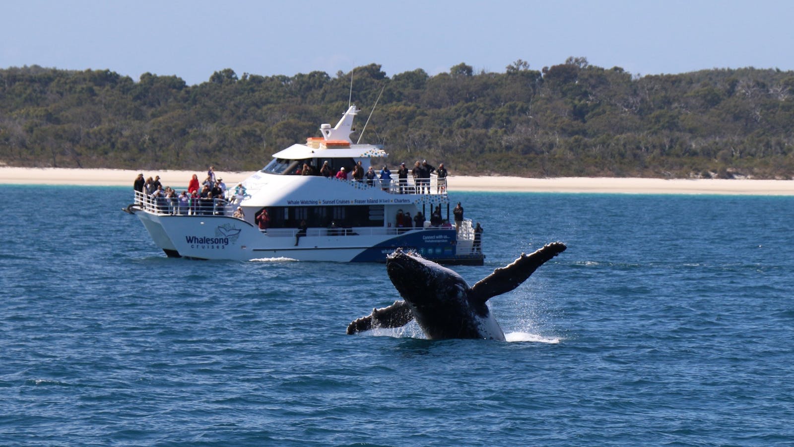 Whalesong Cruises Hervey Bay boat with humpback whale breaching in front