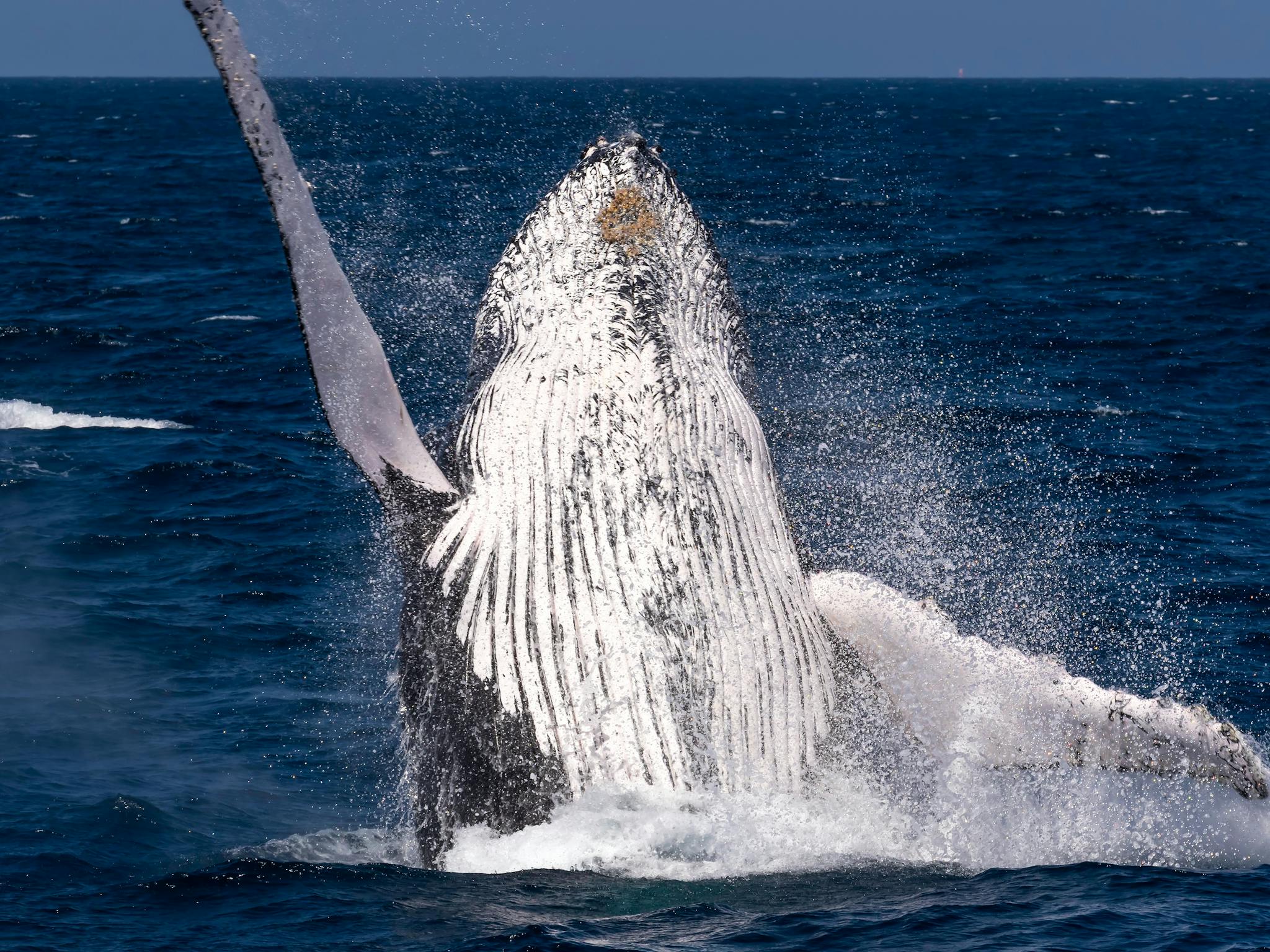 Australia Whale Experience Australia Whale Experience