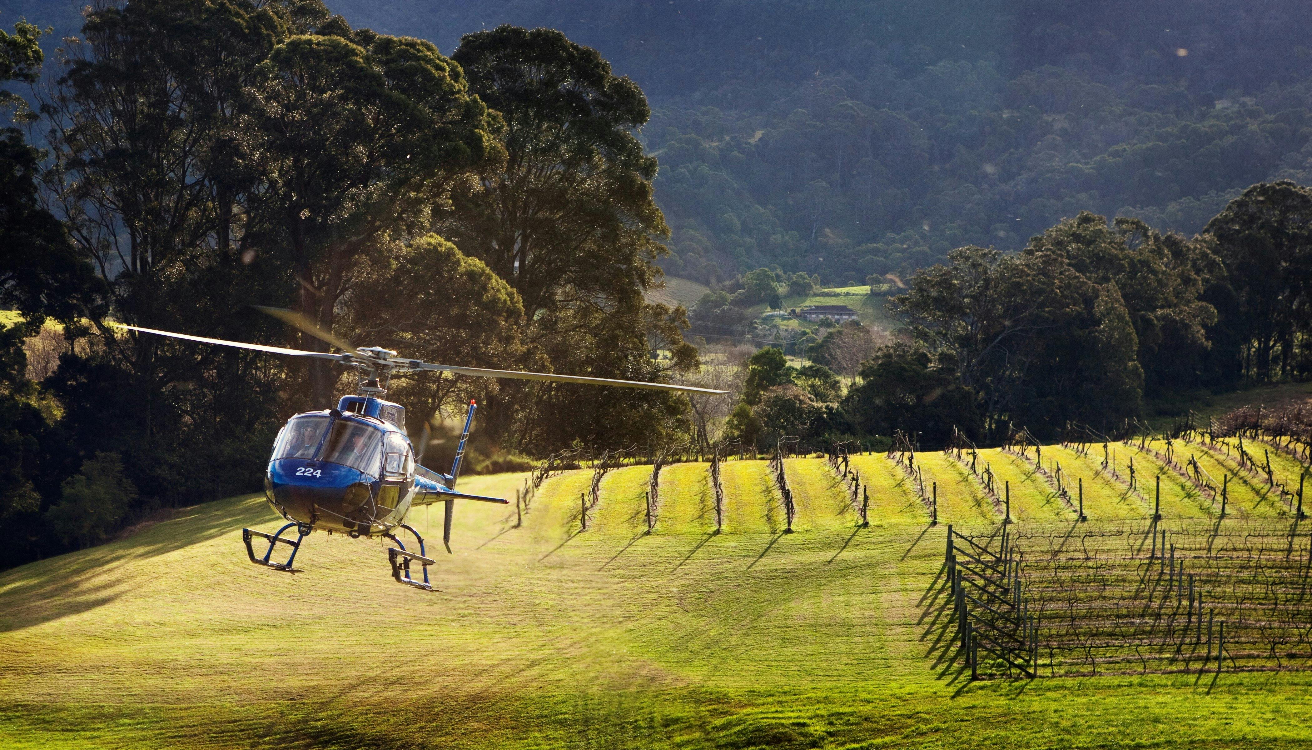 Helicopter landing in vines