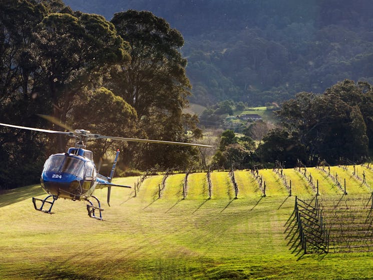 Helicopter landing in vines