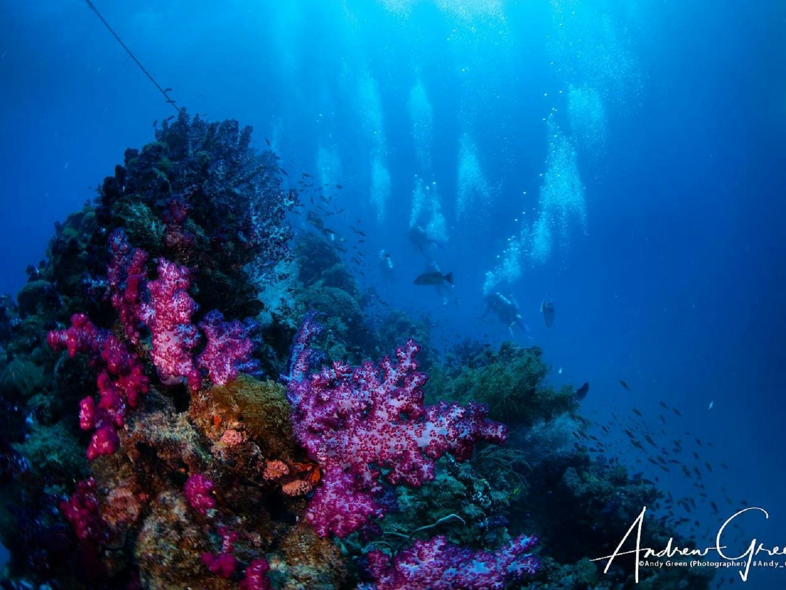 Corals and Divers at the Yongala Wreck Corals and Divers at the Yongala Wreck