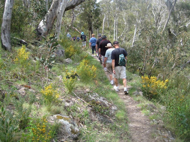 Bushwalk - Pallaibo Walk