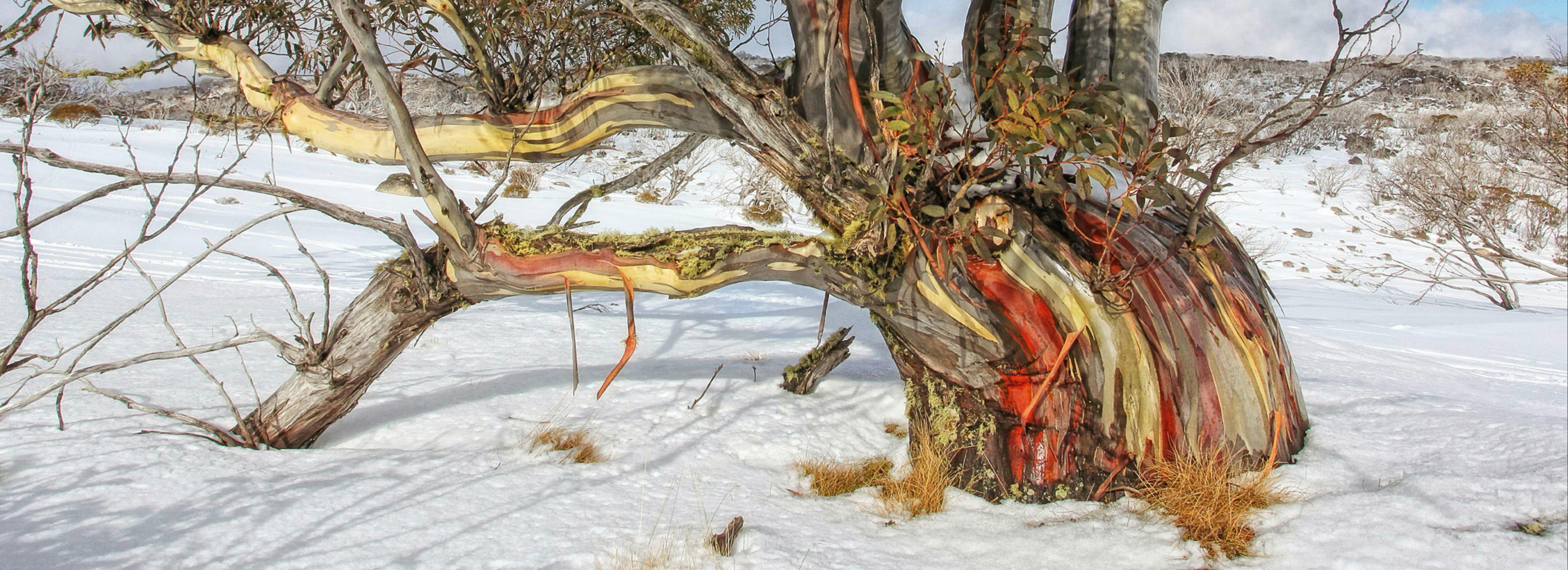 Dee Kramer Fotografien und Galerie