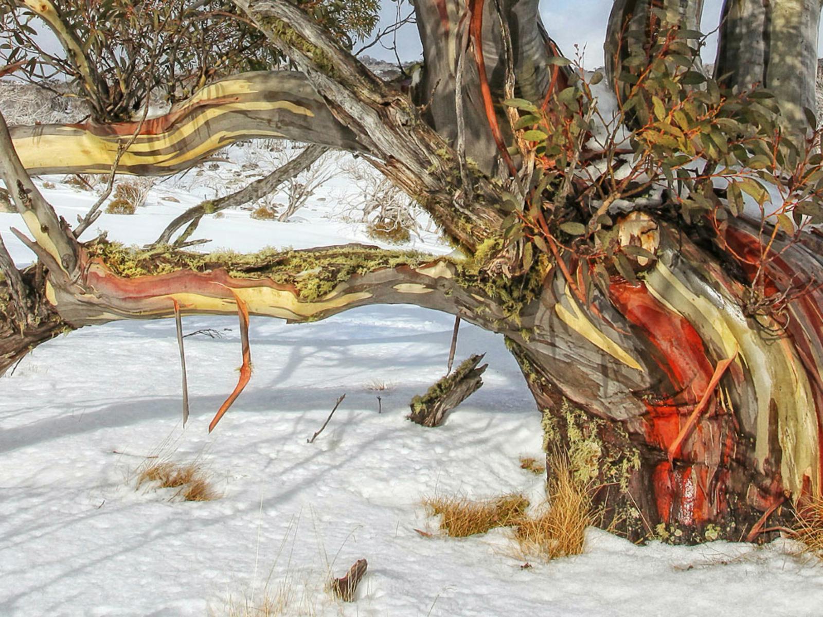 Dee Kramer 照片和画廊