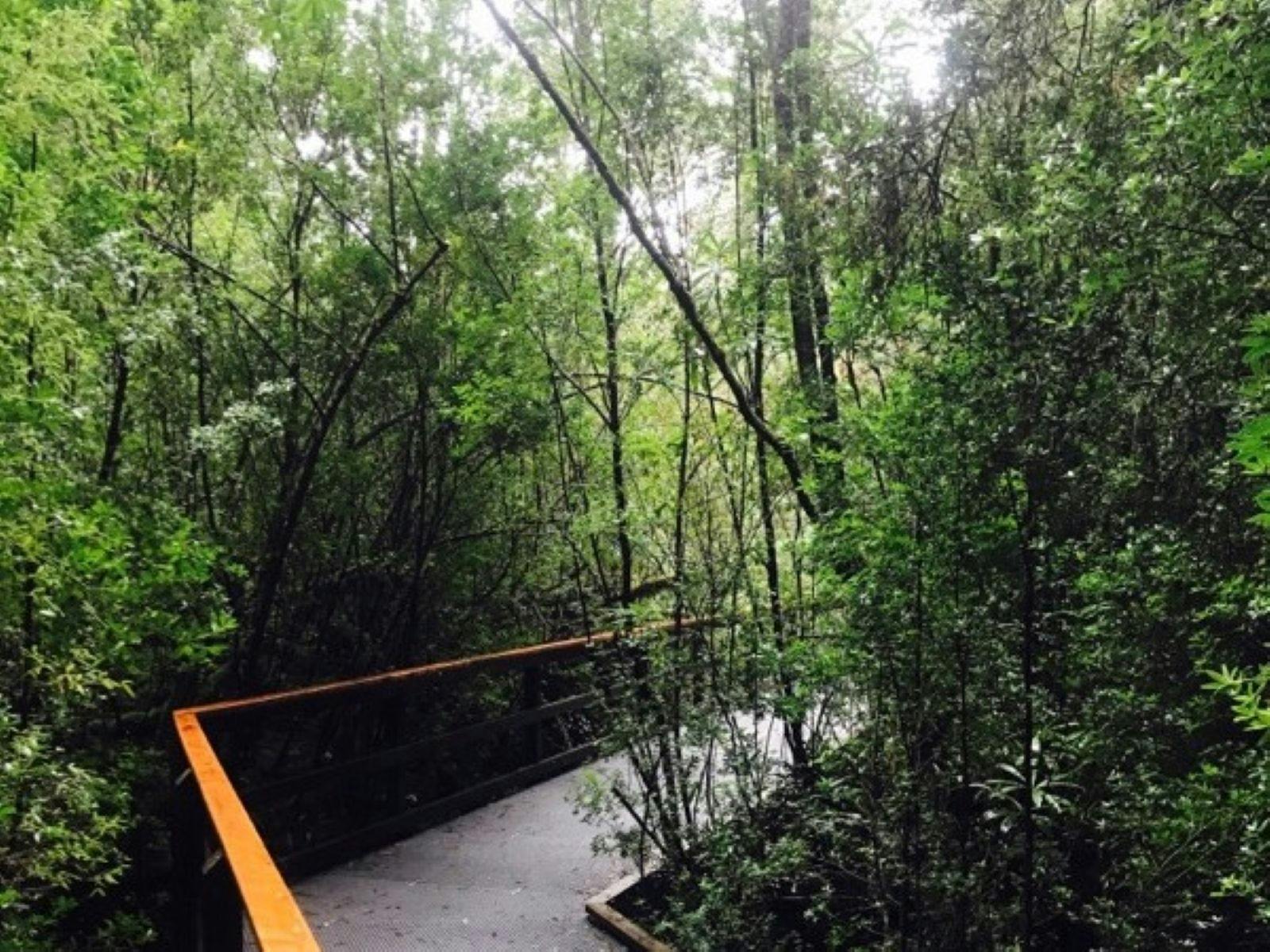 Heritage Landing board walk on the Gordon River