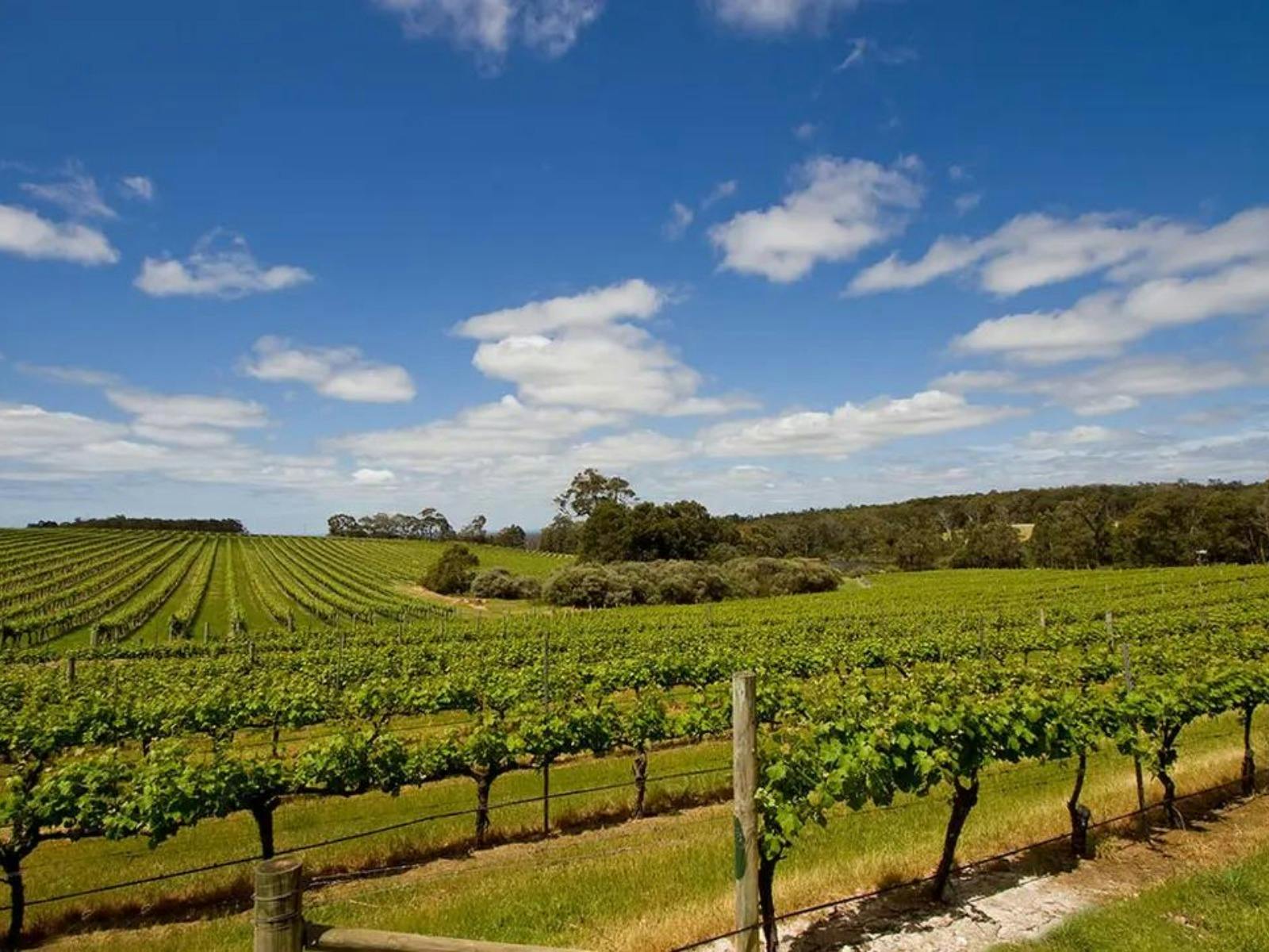 WA_Margaret-River_Vineyard