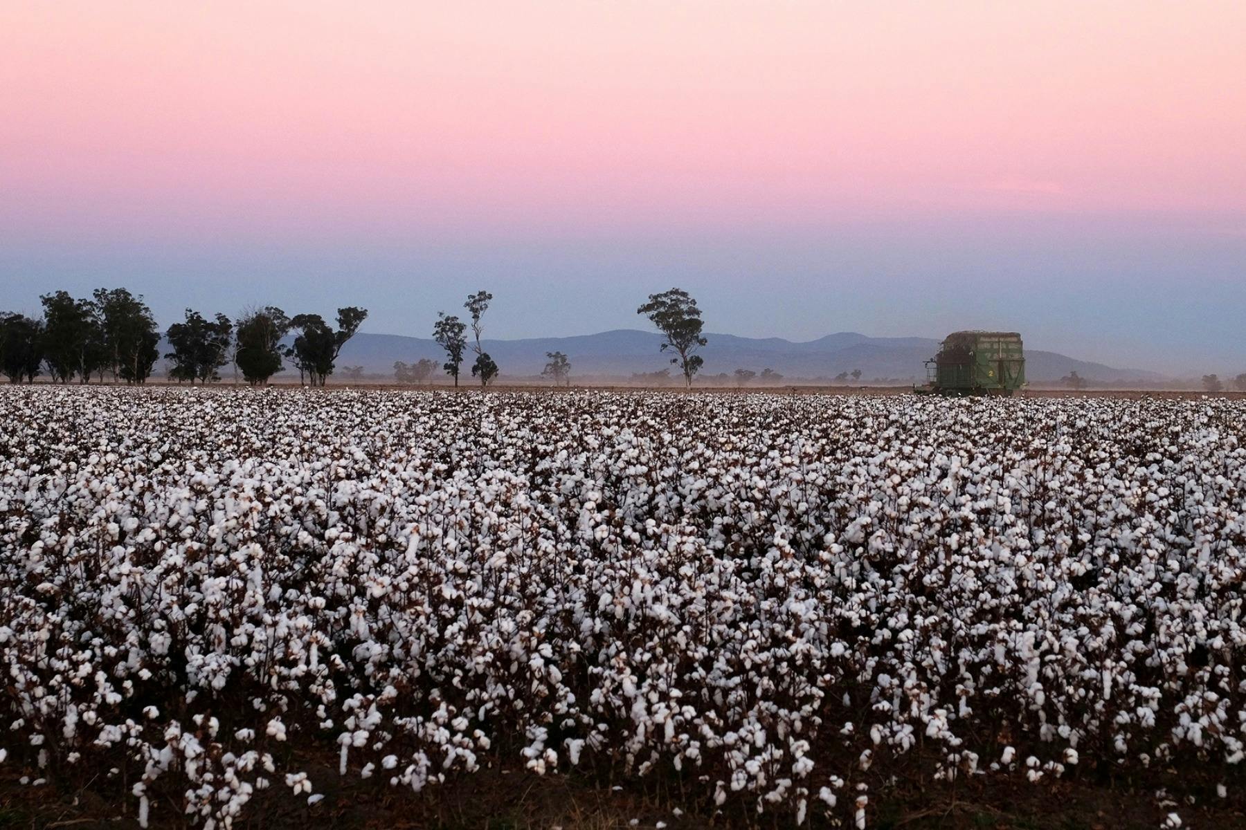 cotton crop just before picking with purple sky