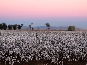 cotton crop just before picking with purple sky