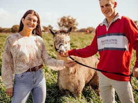 People of all ages love to interact with the alpacas and Maverick is always a favourite