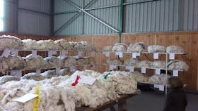 Yass Show Wool