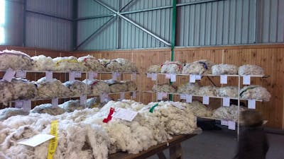 Yass Show Wool