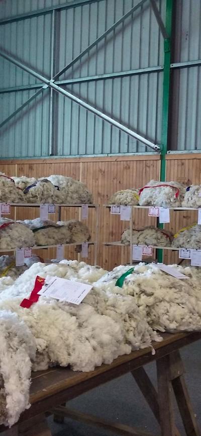 Yass Show Wool