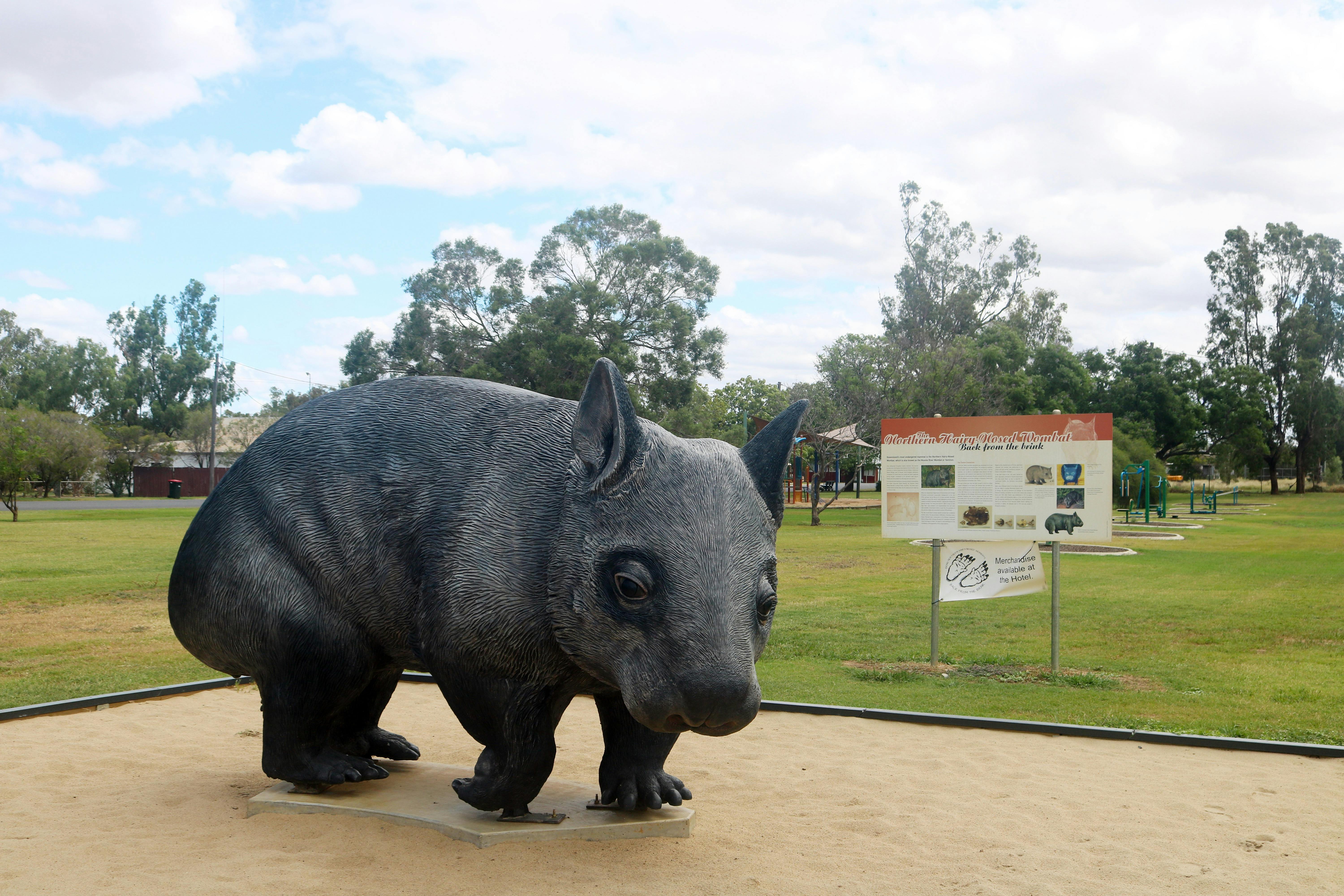 Northern Hairy-Nosed Wombat at Thallon